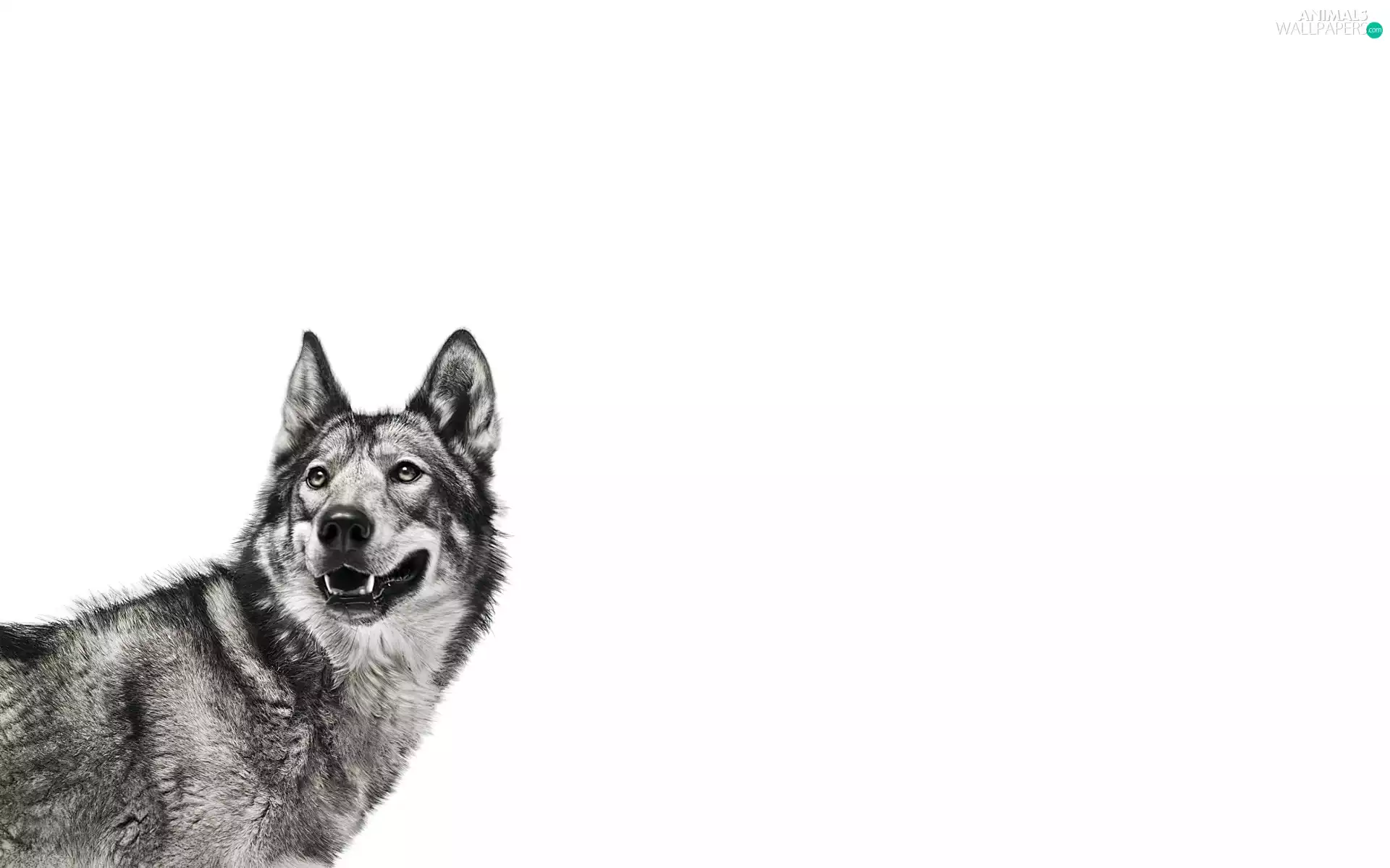 Siberian Husky, ears