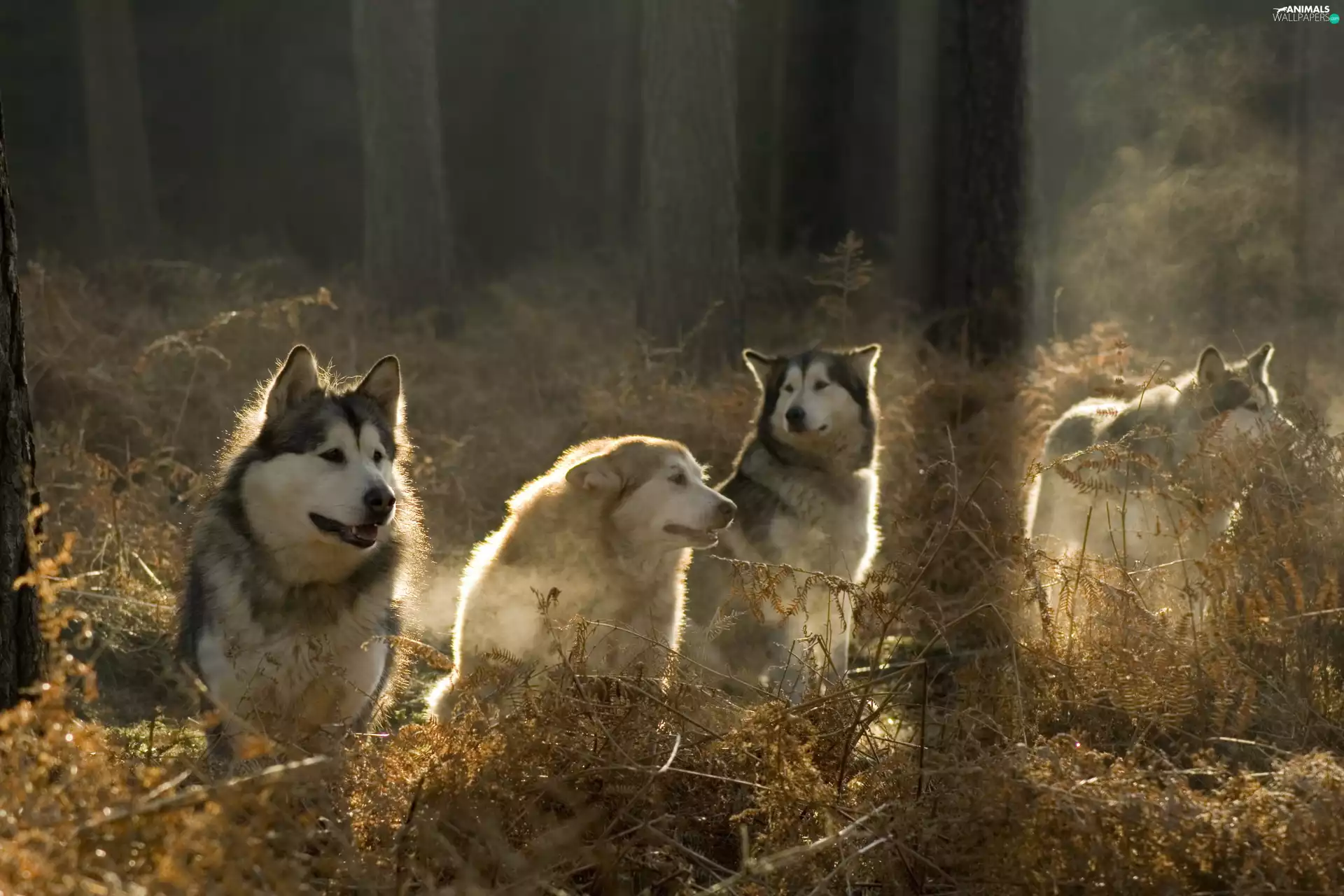 Siberian Husky, forest