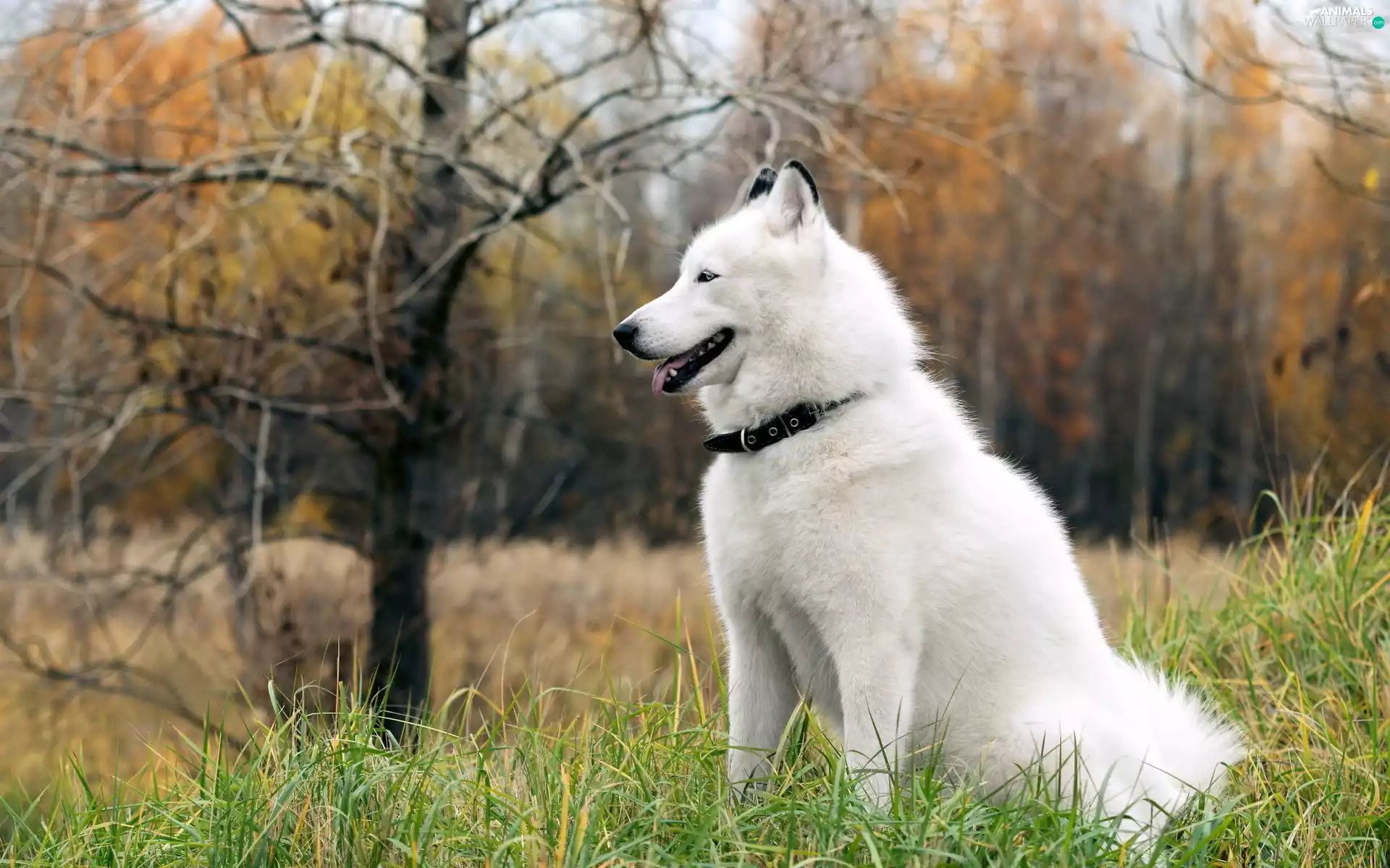 Siberian Husky, forest