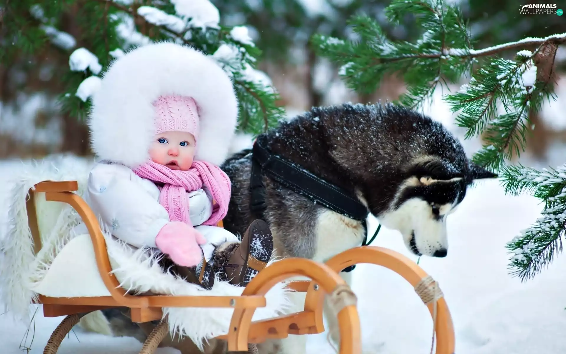 winter, Kid, forest, Siberian Husky, snow, sledge