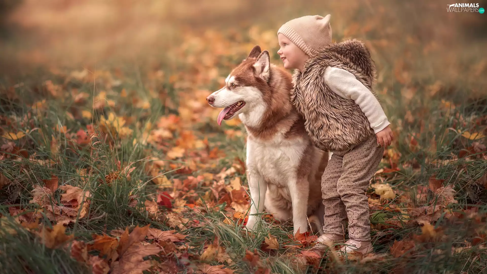 Leaf, grass, dog, Siberian Husky, girl