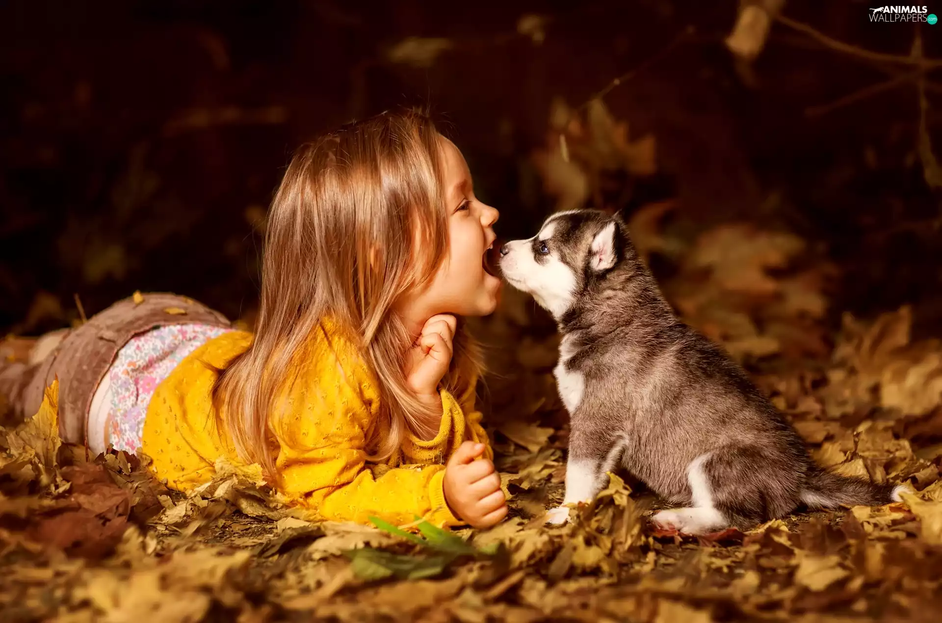 Yellow, Leaf, Puppy, Siberian Husky, girl