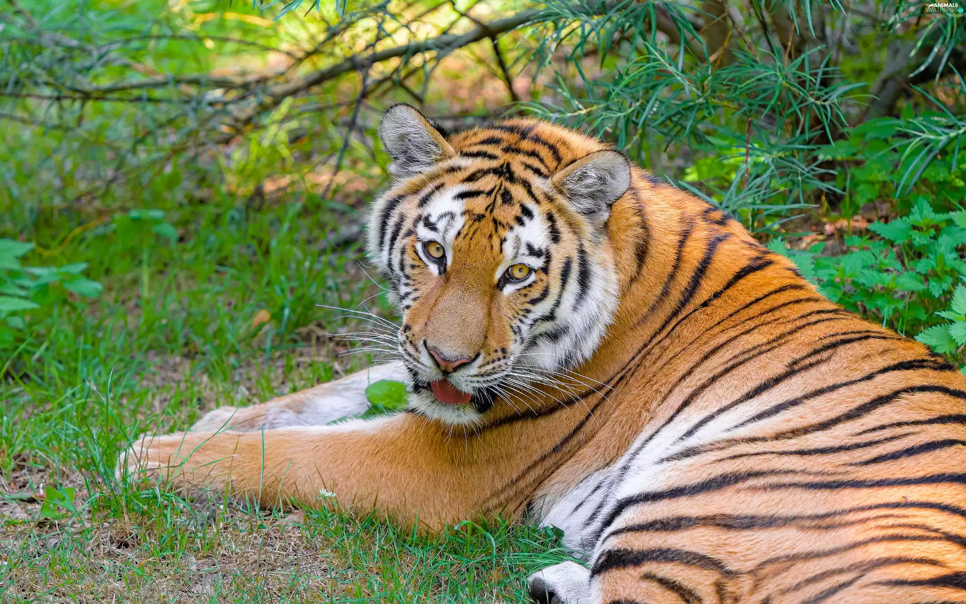 Siberian Tiger, grass