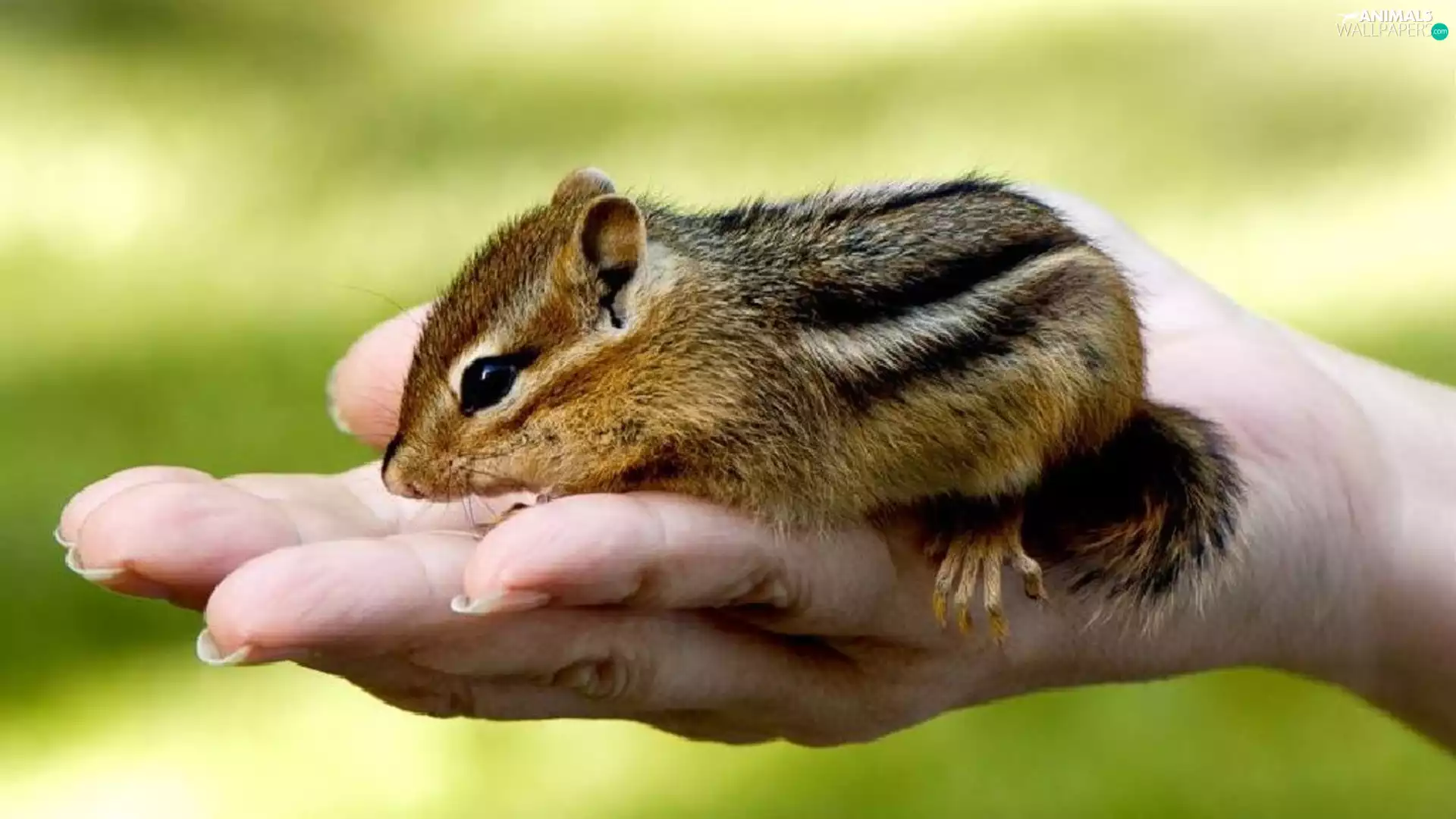Siberian Chipmunk, hand