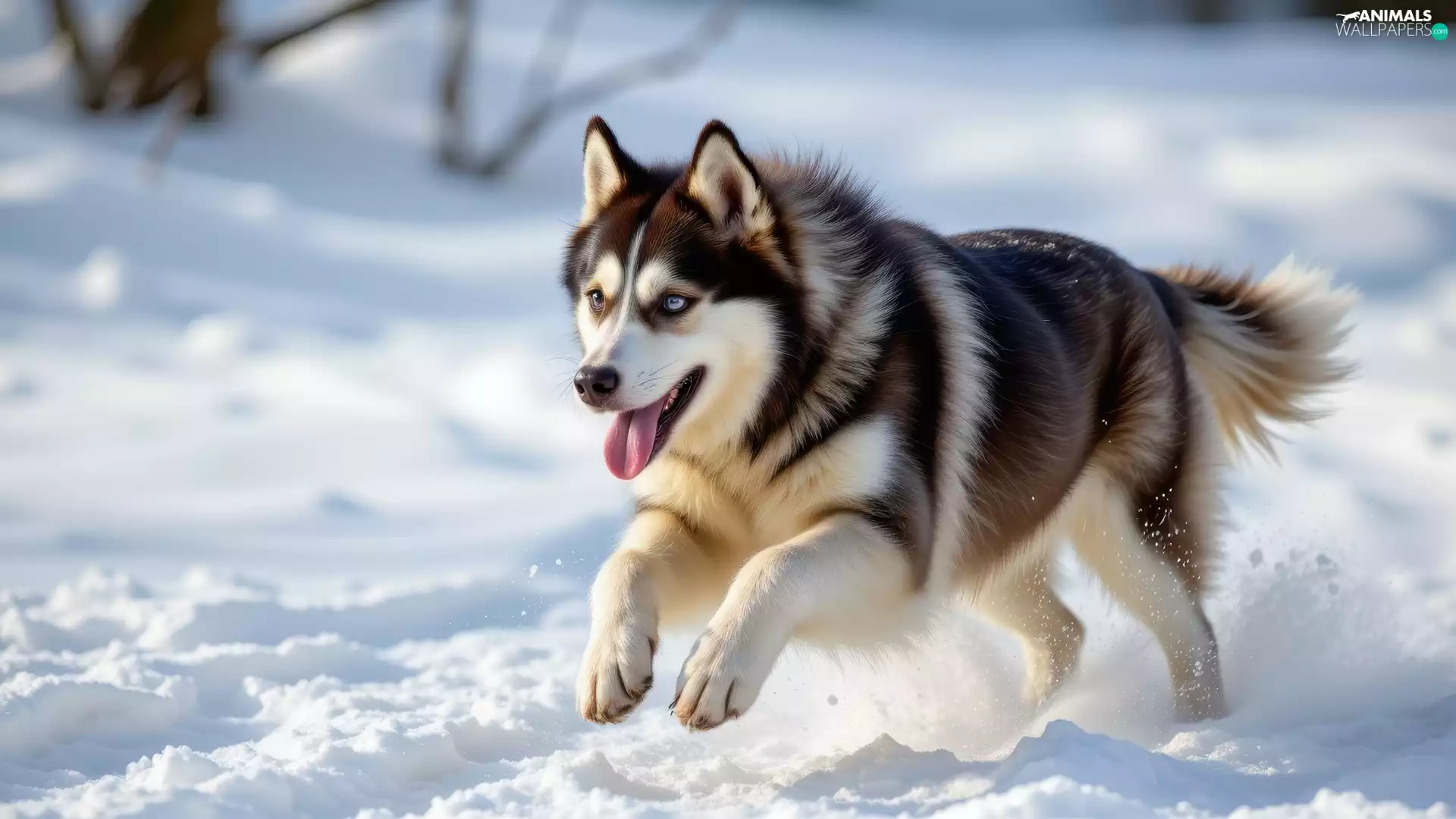 running, Siberian Husky, snow, dog
