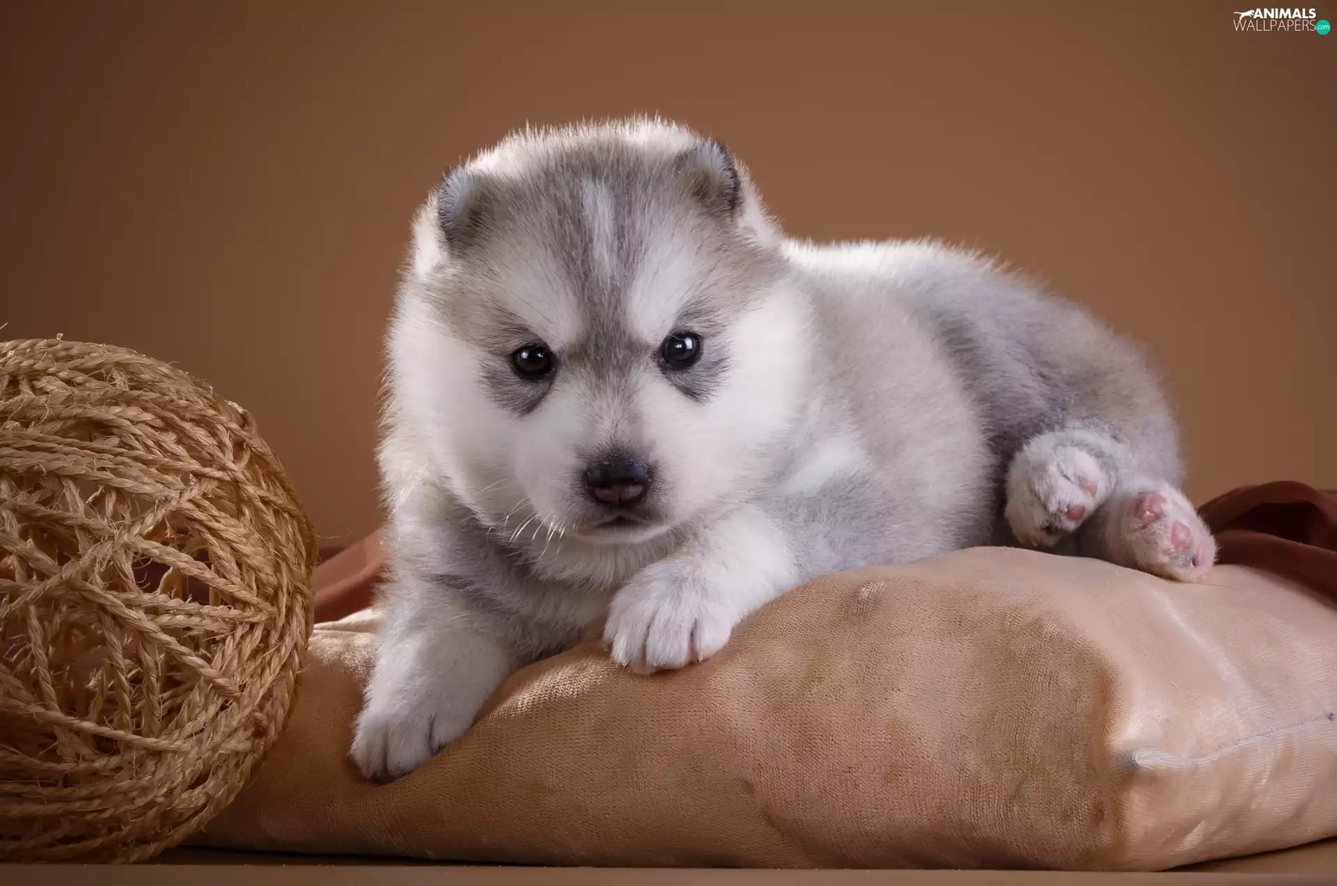 dog, Siberian Husky, Pillow, Puppy