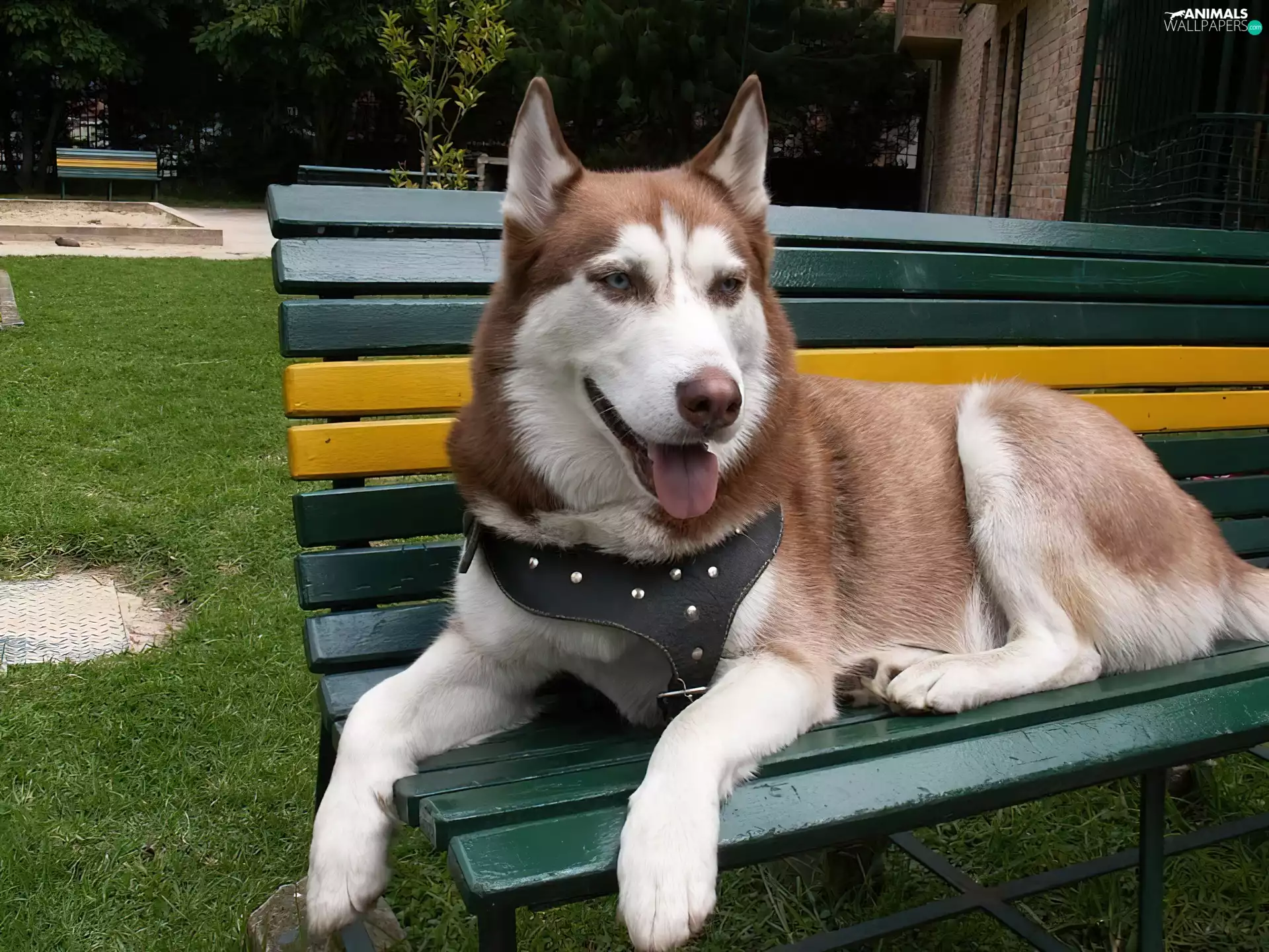 Bench, Siberian Husky, green-yellow
