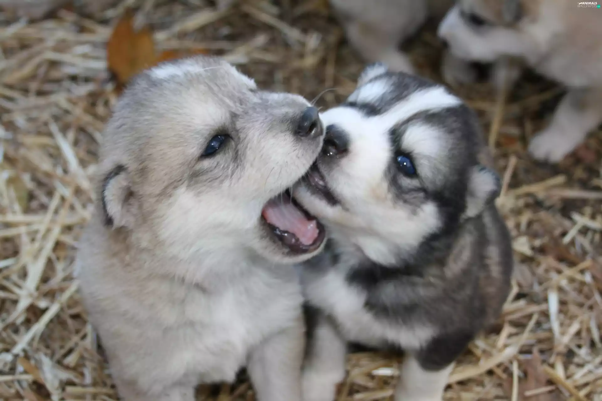 Siberian Husky, puppies
