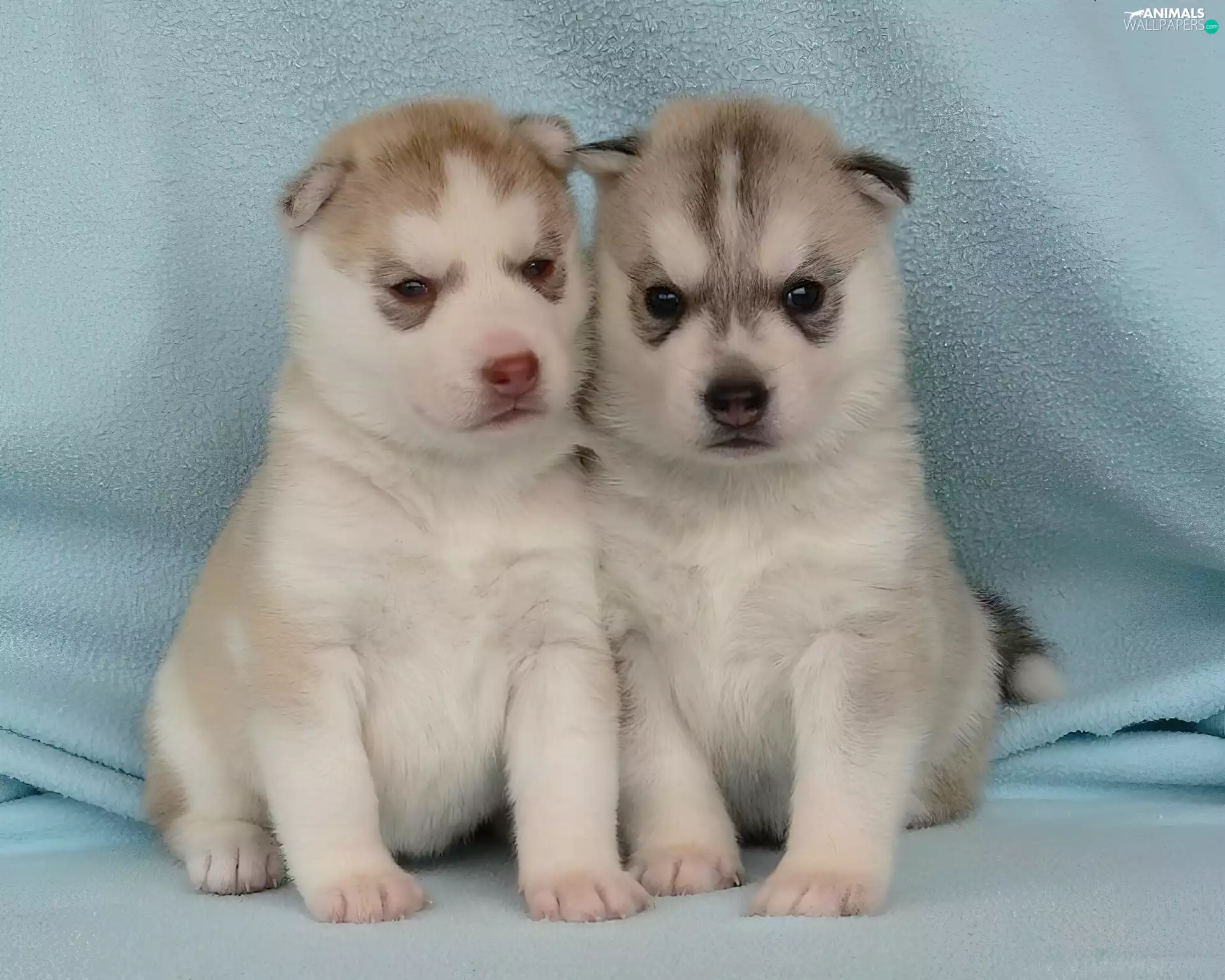 Siberian Husky, puppies