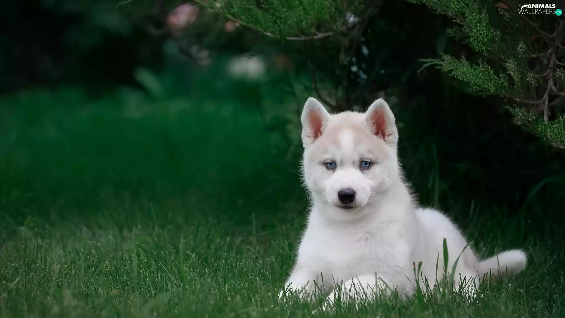 Green, grass, Puppy, Siberian Husky, Blue Eyed