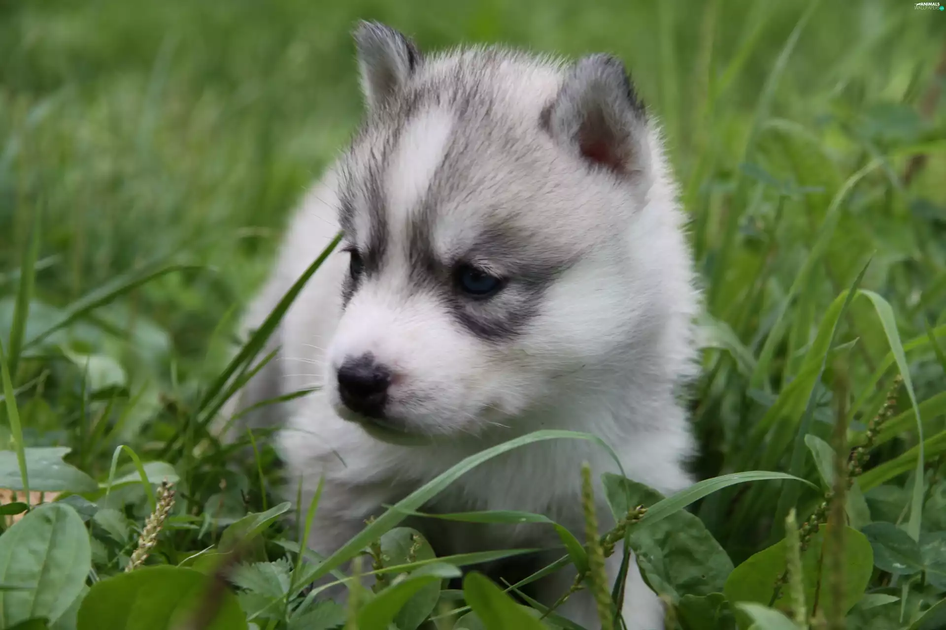 Siberian Husky, Puppy