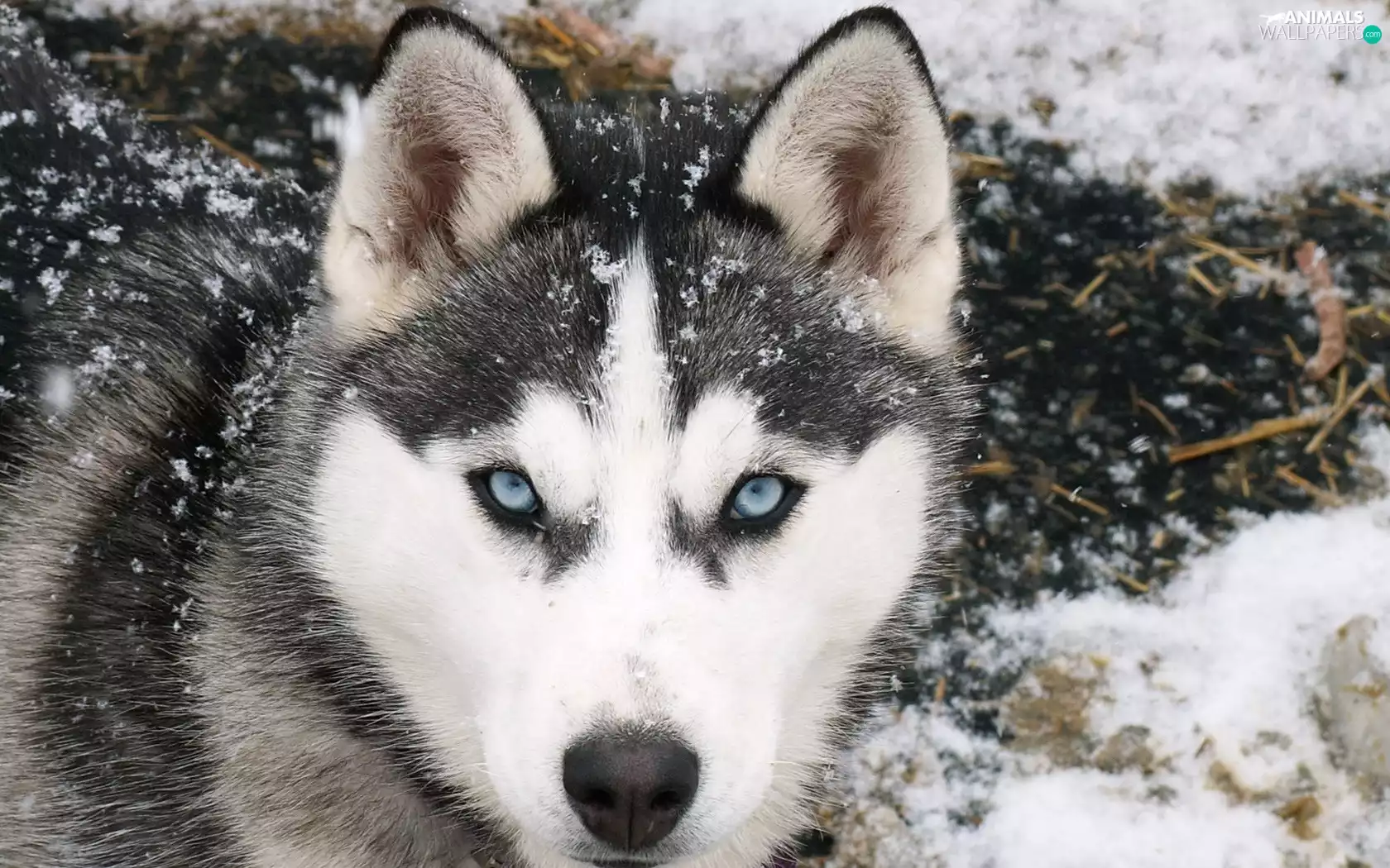 Siberian Husky, snow