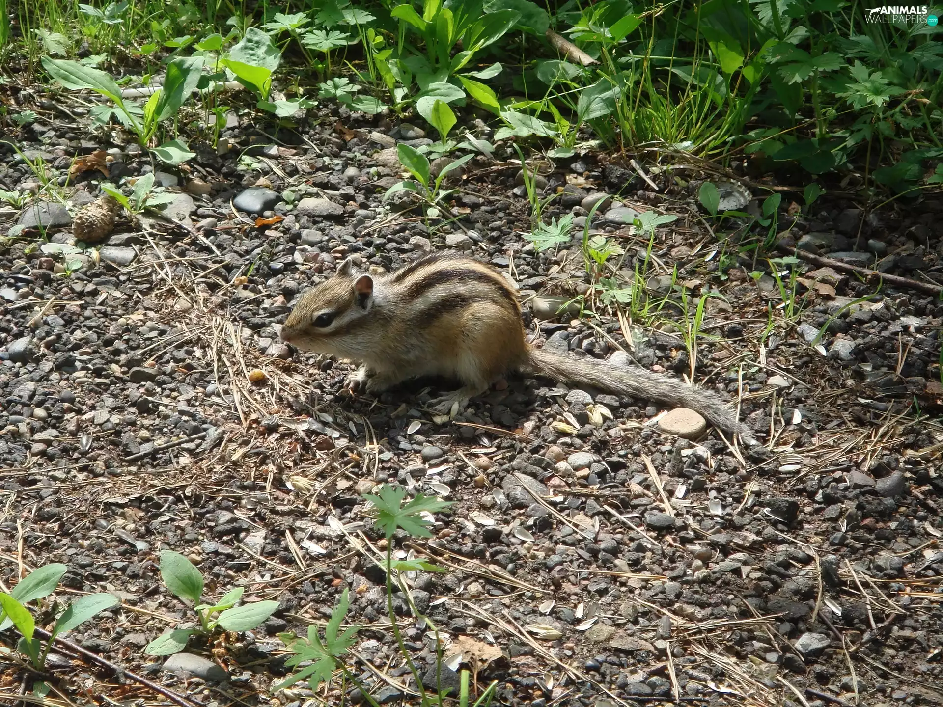 squirrel, gravel, grass, Siberian