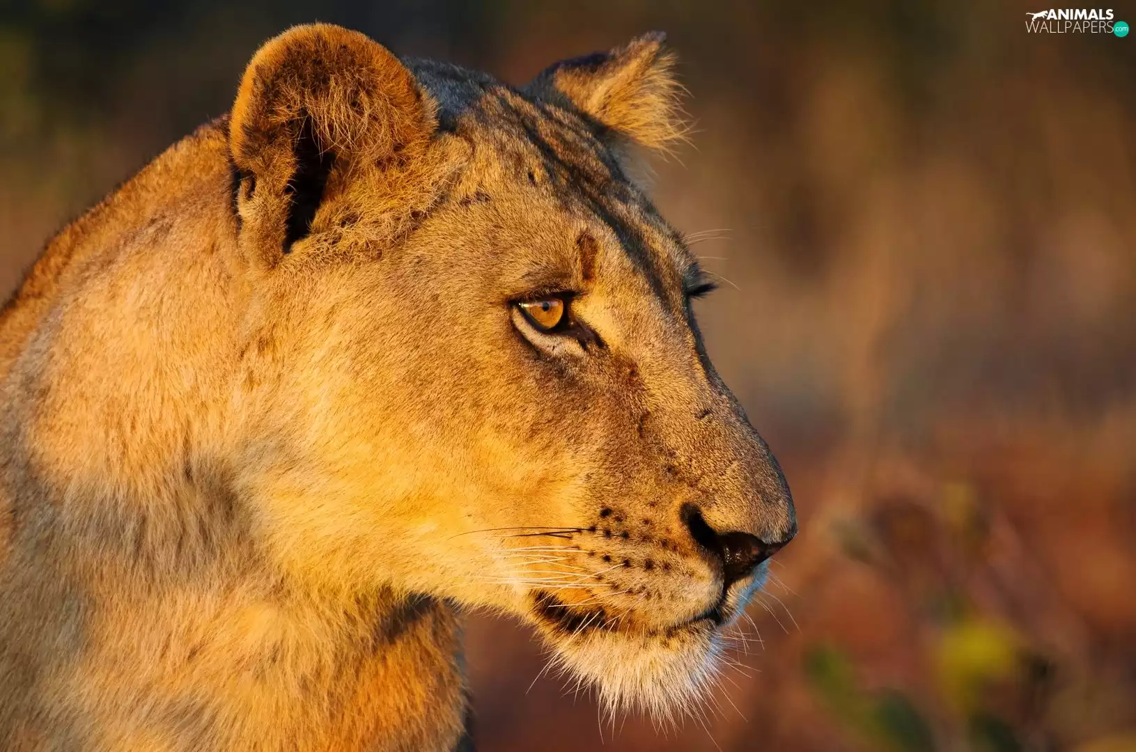 Sight, Lioness, Head