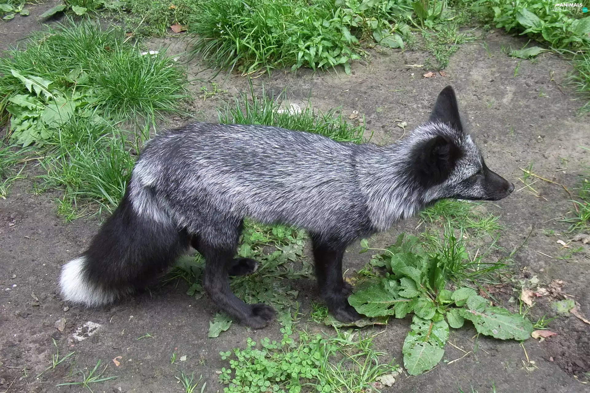 silver, Fox