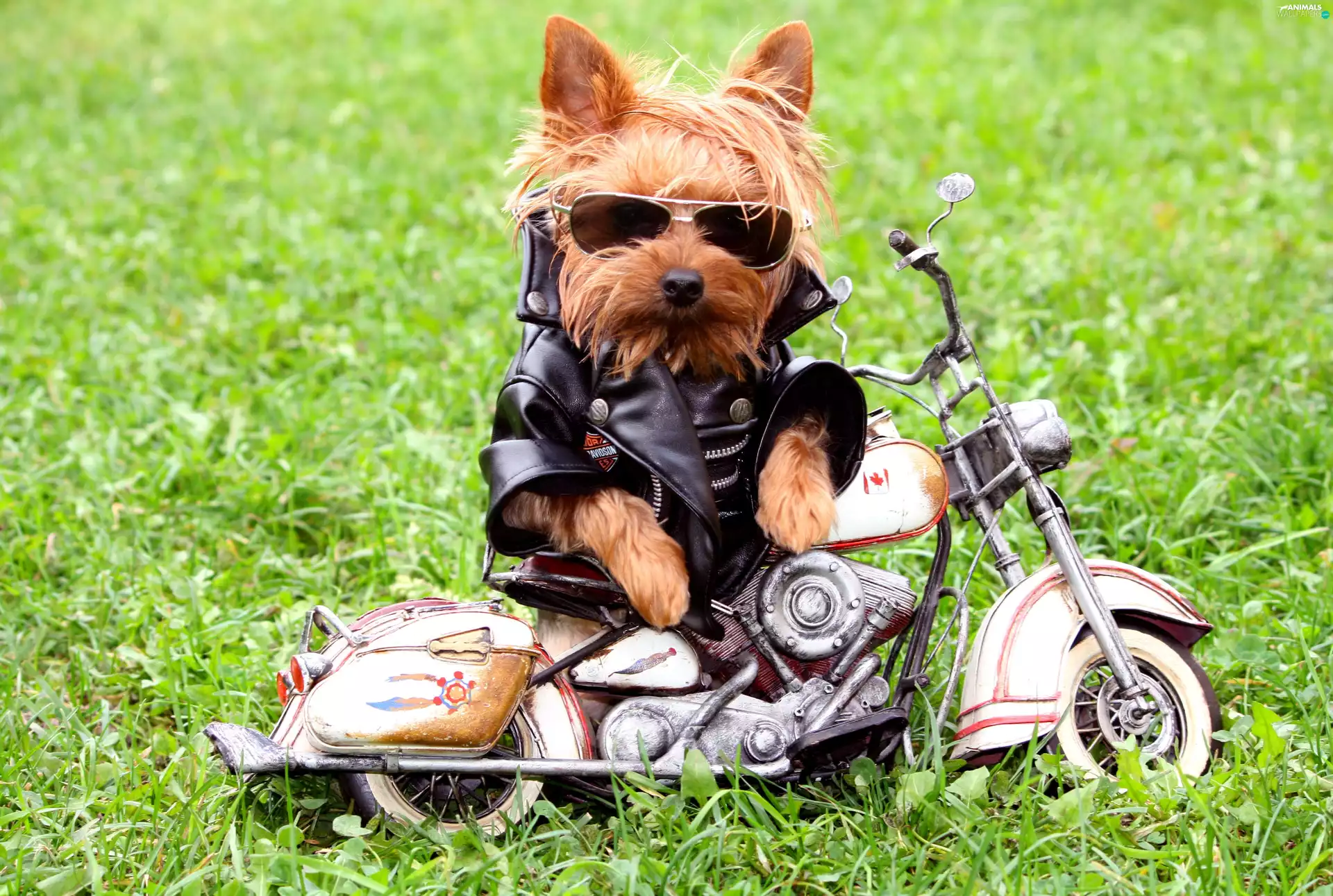 Motorbike, skin, dog, Glasses, Motorcyclist