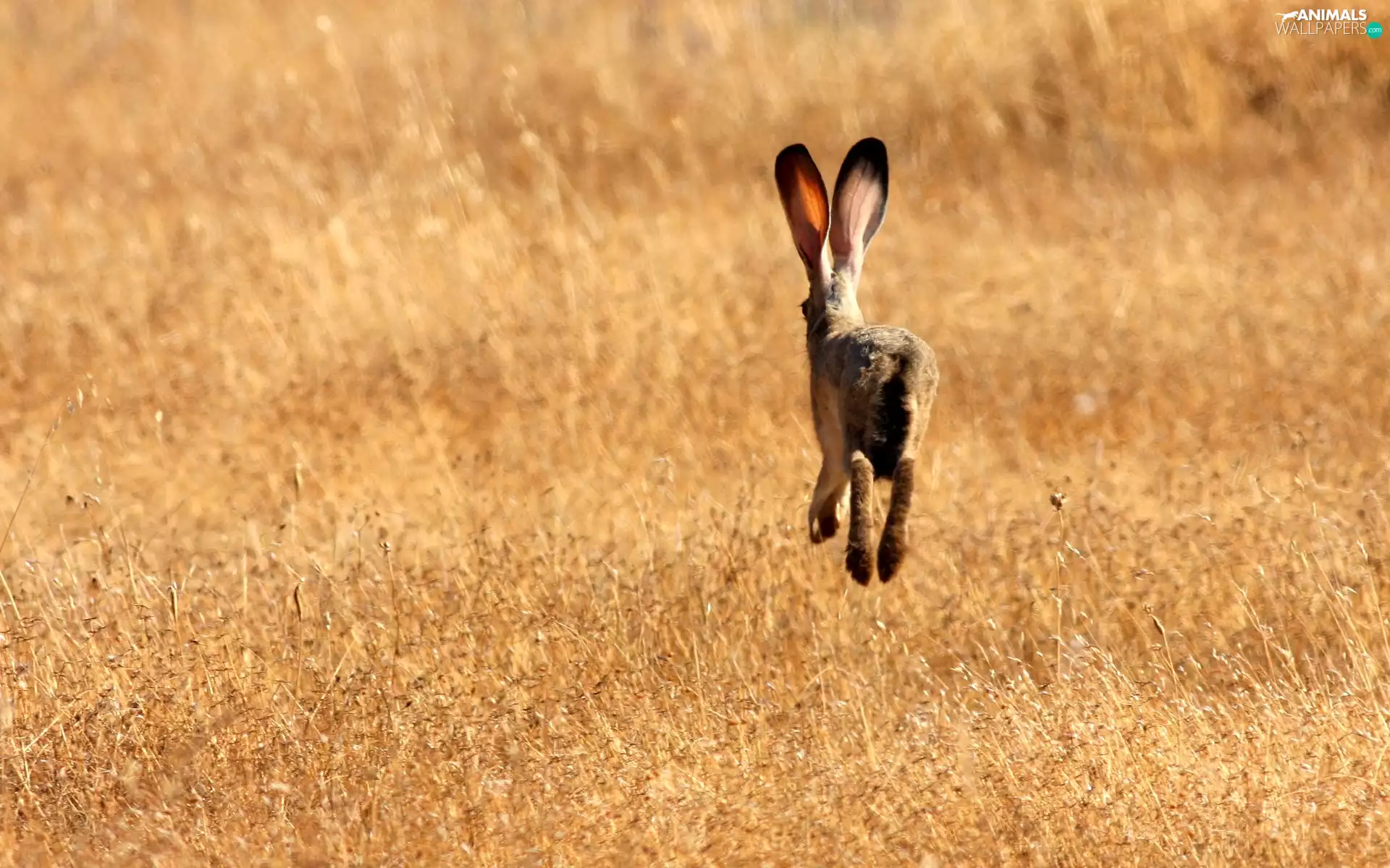 Field, Wild Rabbit, skip