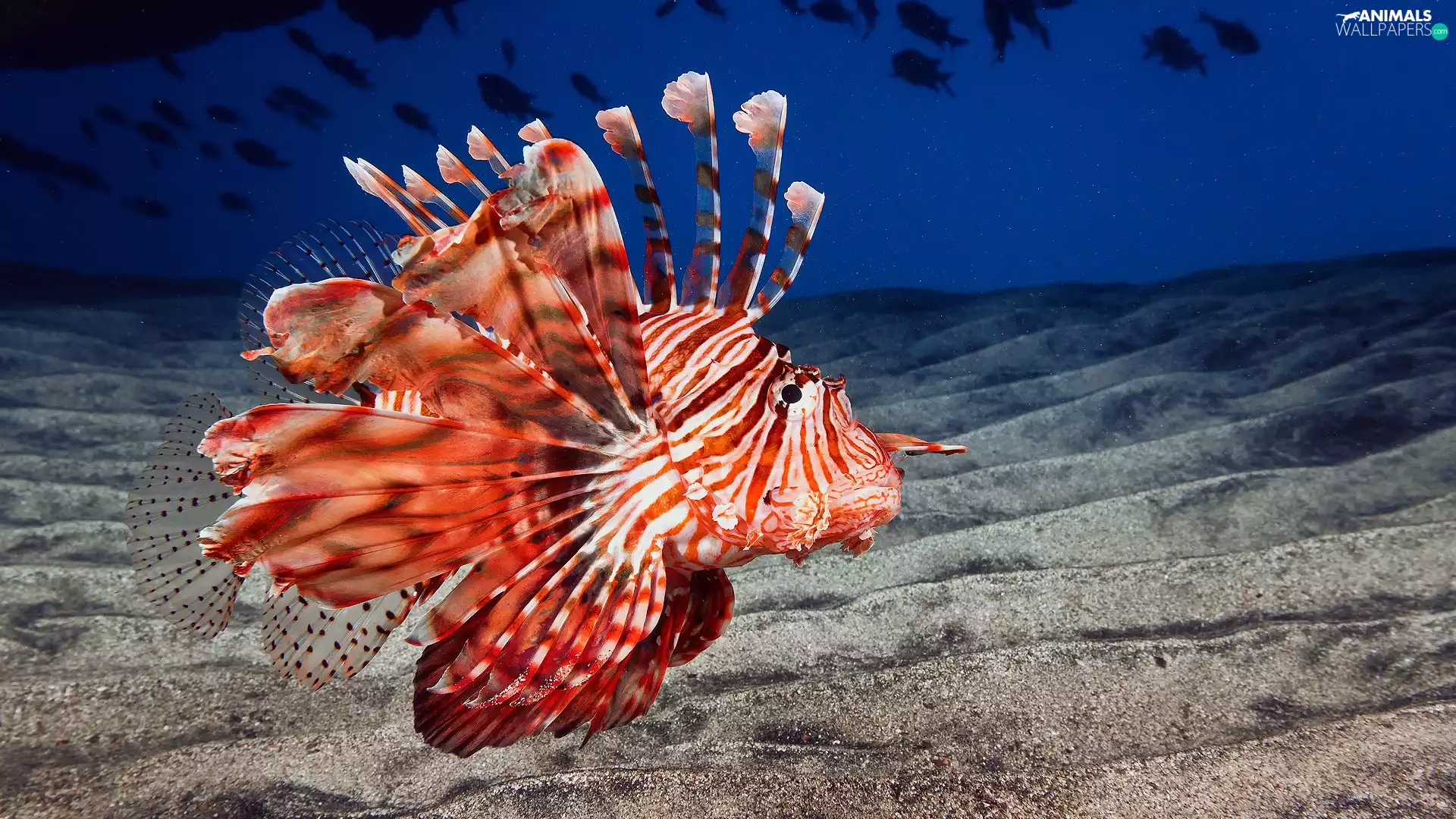 Red Lionfish, fish, skrzydlica
