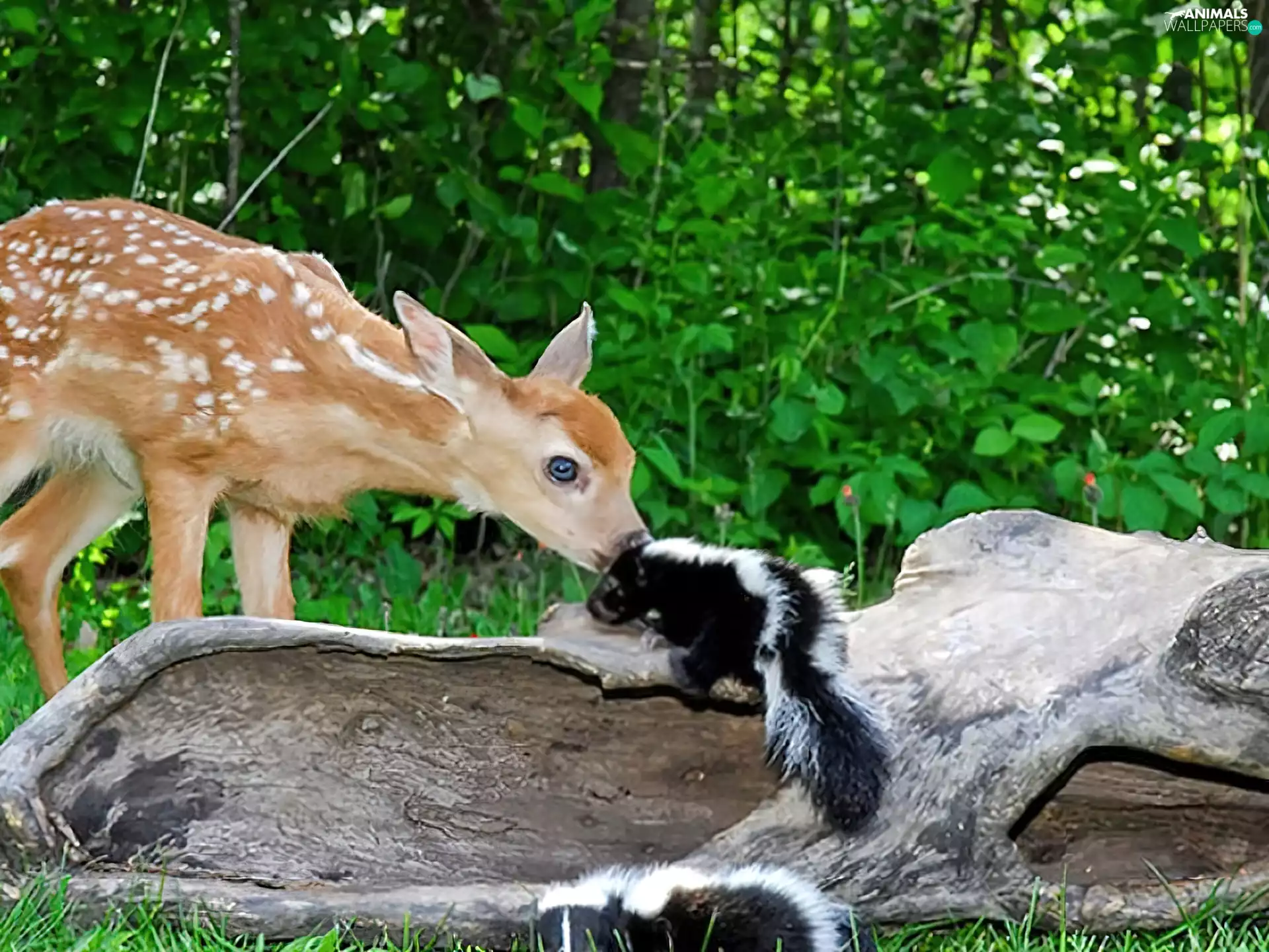 skunk, small, deer