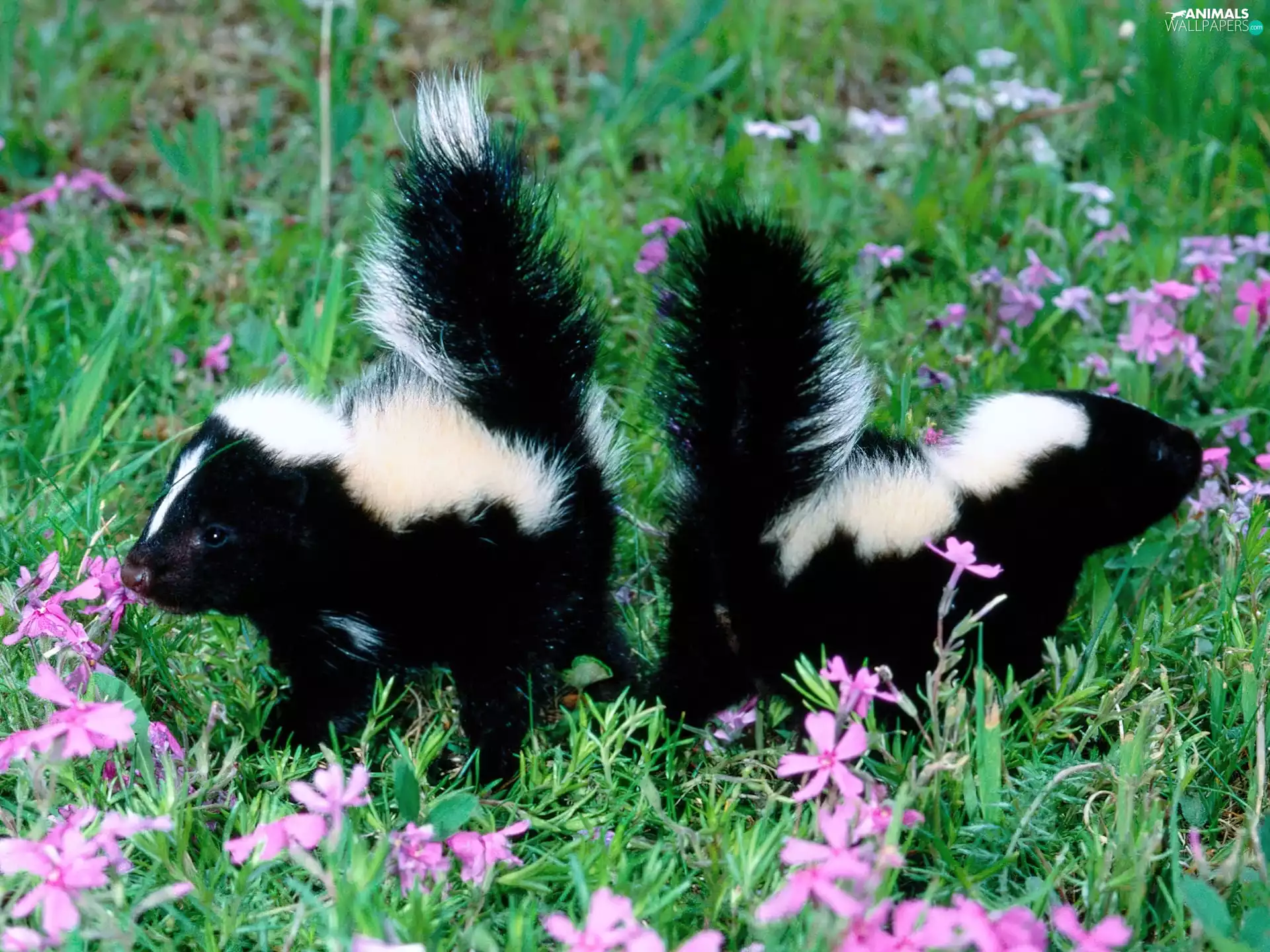 skunks, Meadow