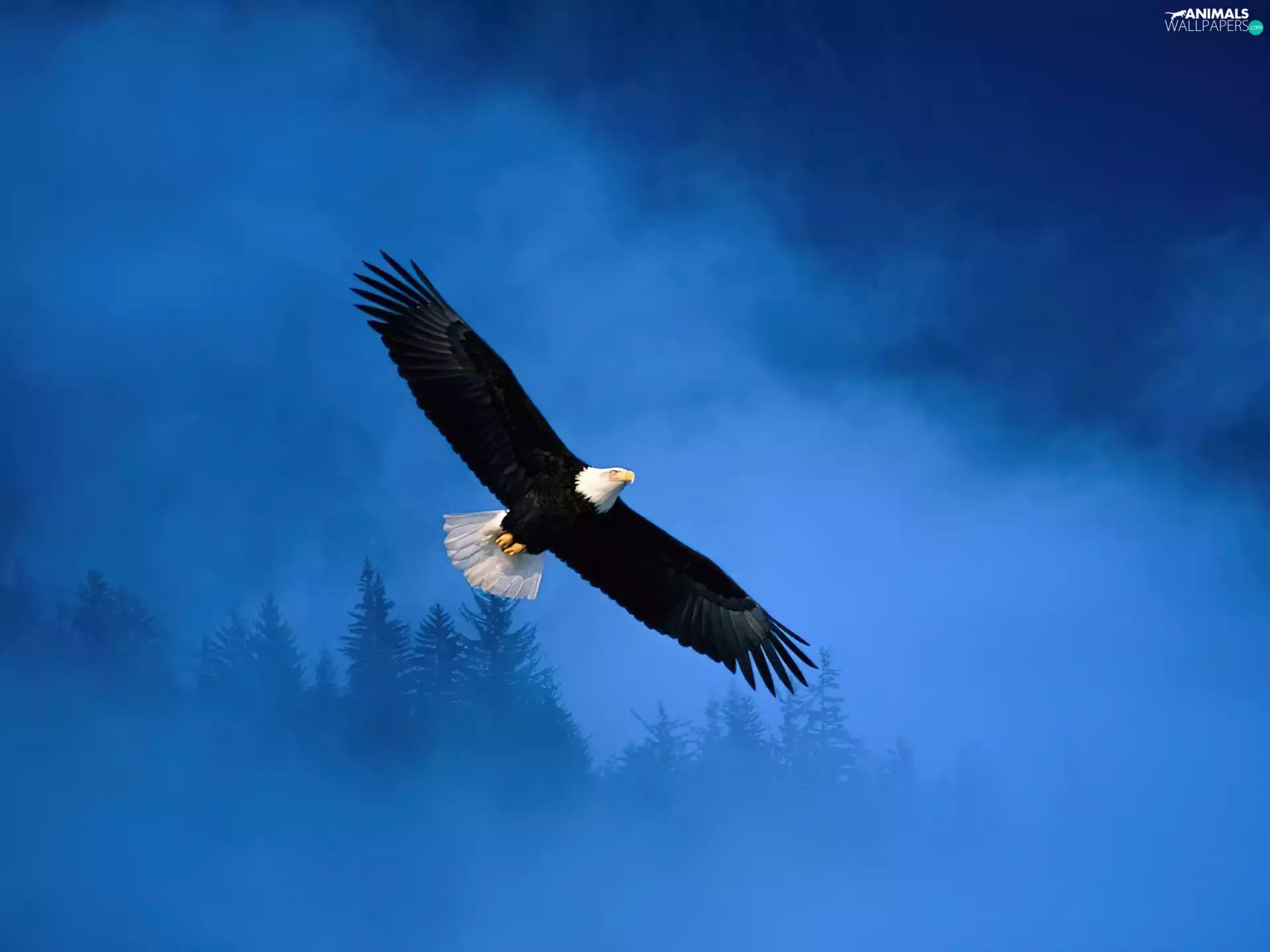 American Bald Eagle, Sky