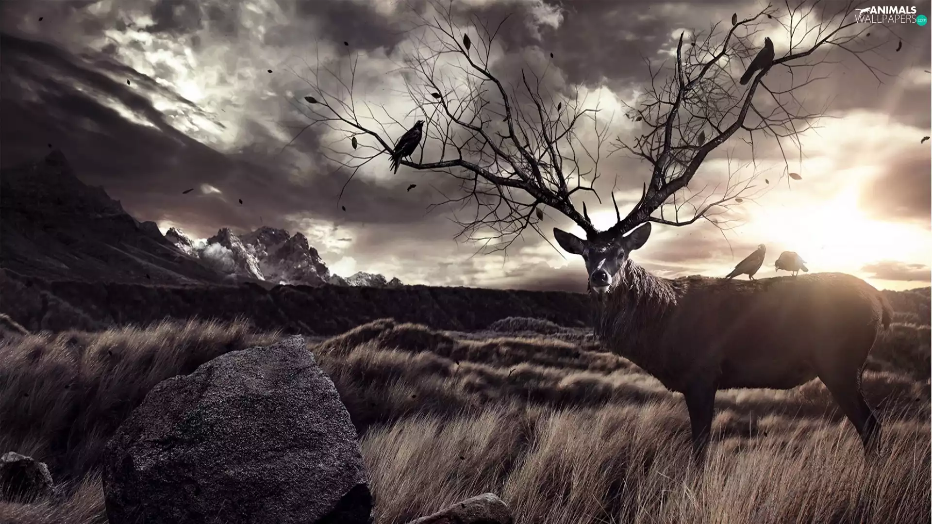 Clouds, Sky, antlers, Ravens, deer