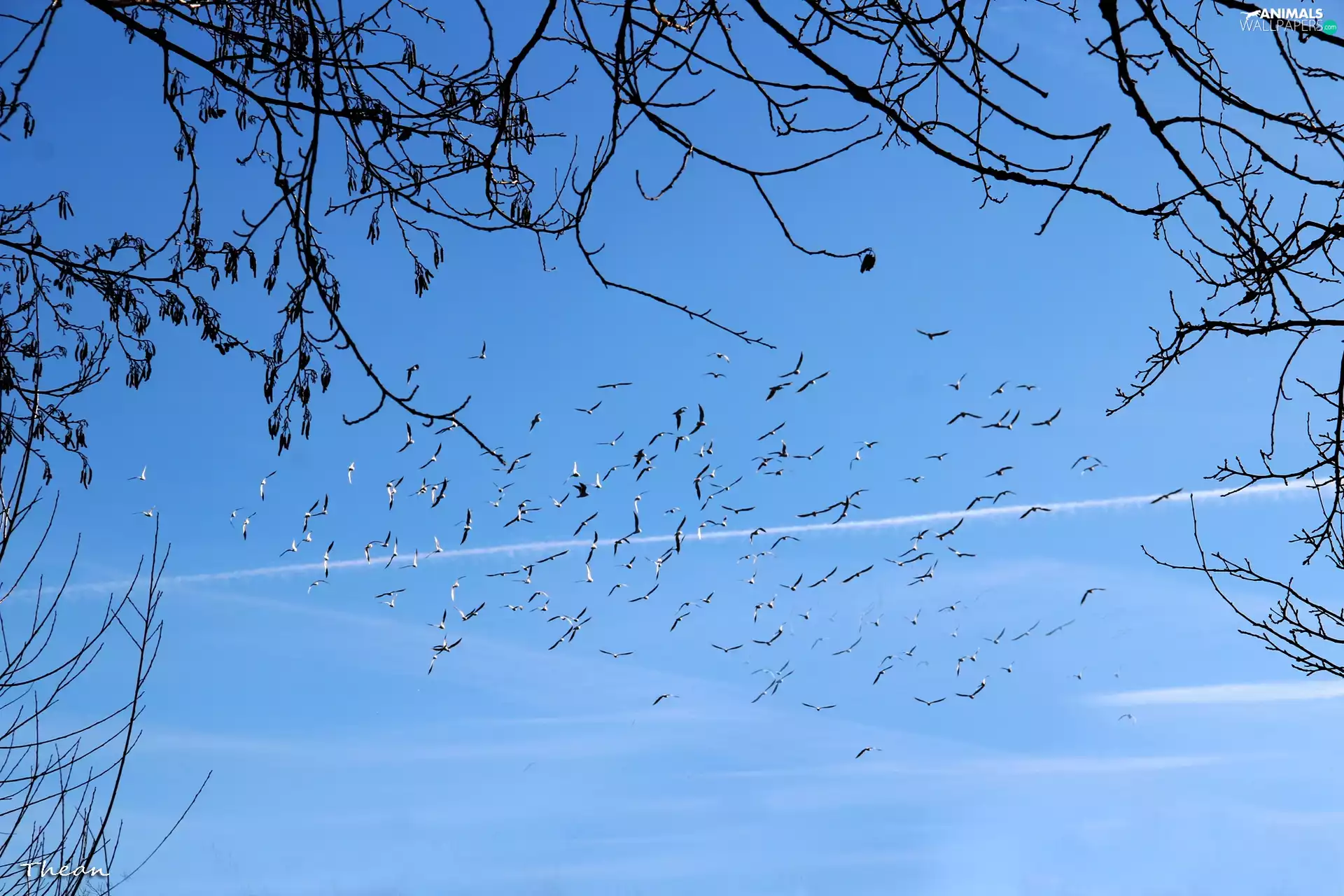birds, azure, Twigs, Sky
