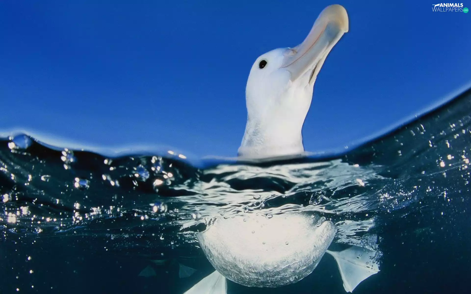 blue, water, albatross, Sky