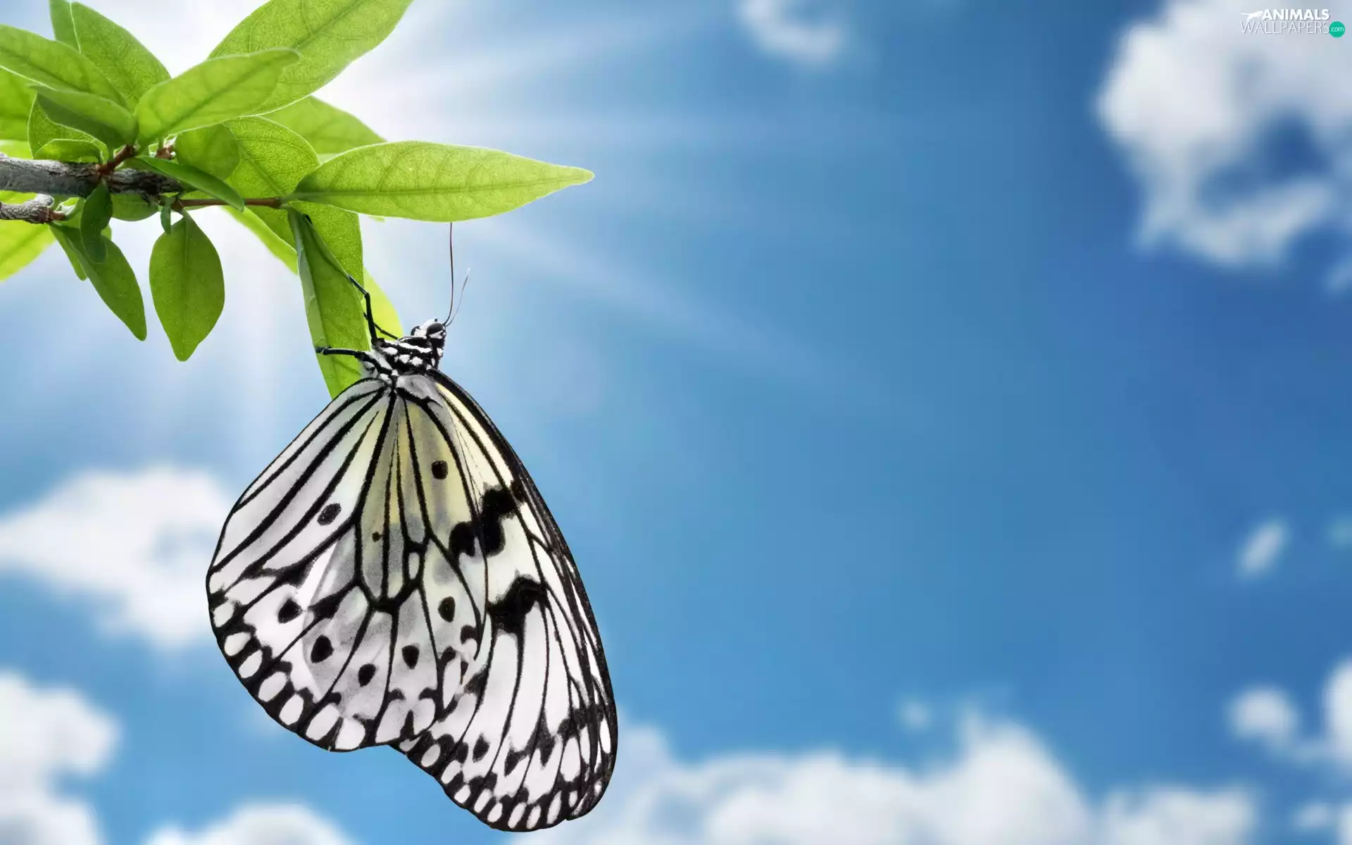Sky, White, butterfly