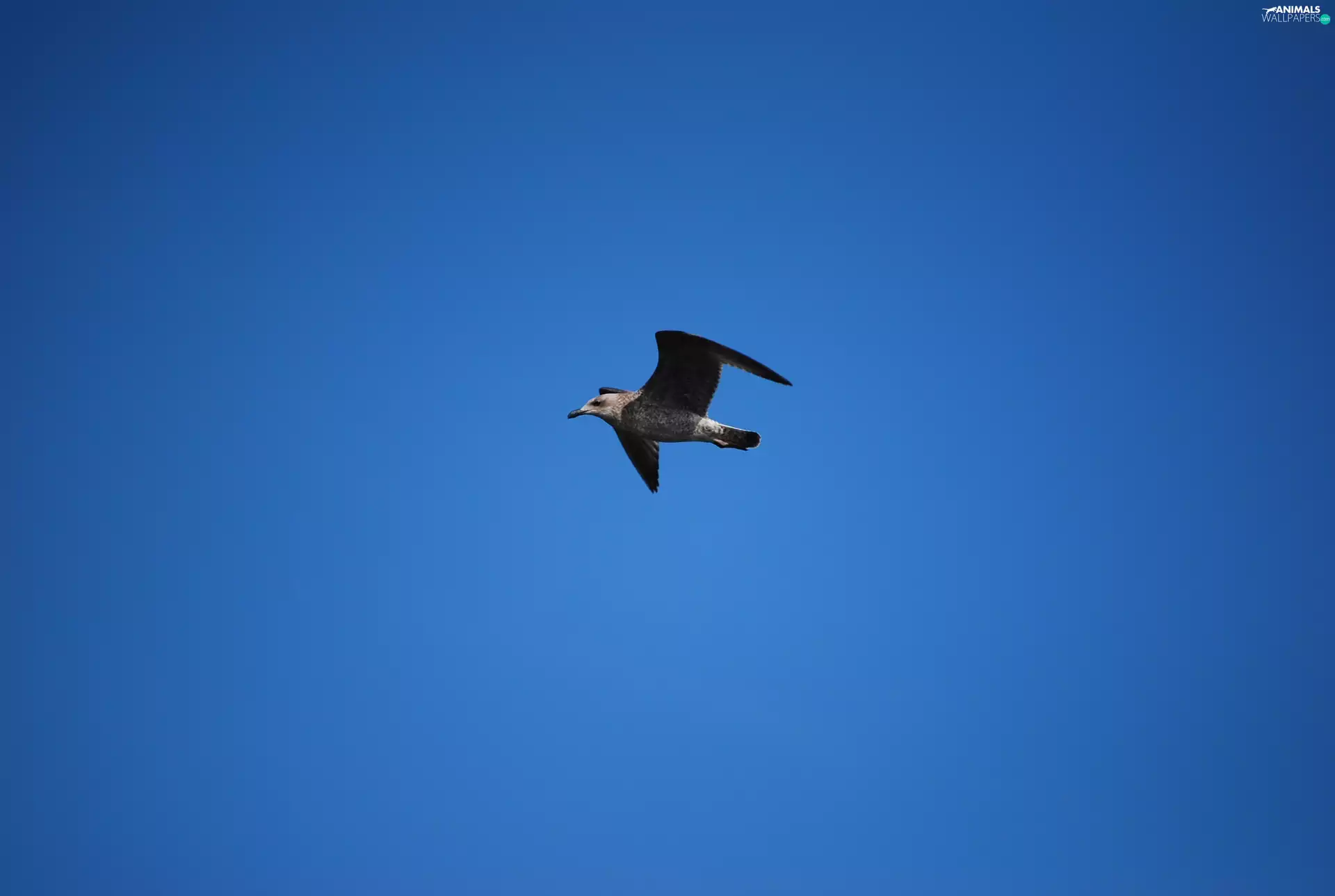 Sky, seagull, clean