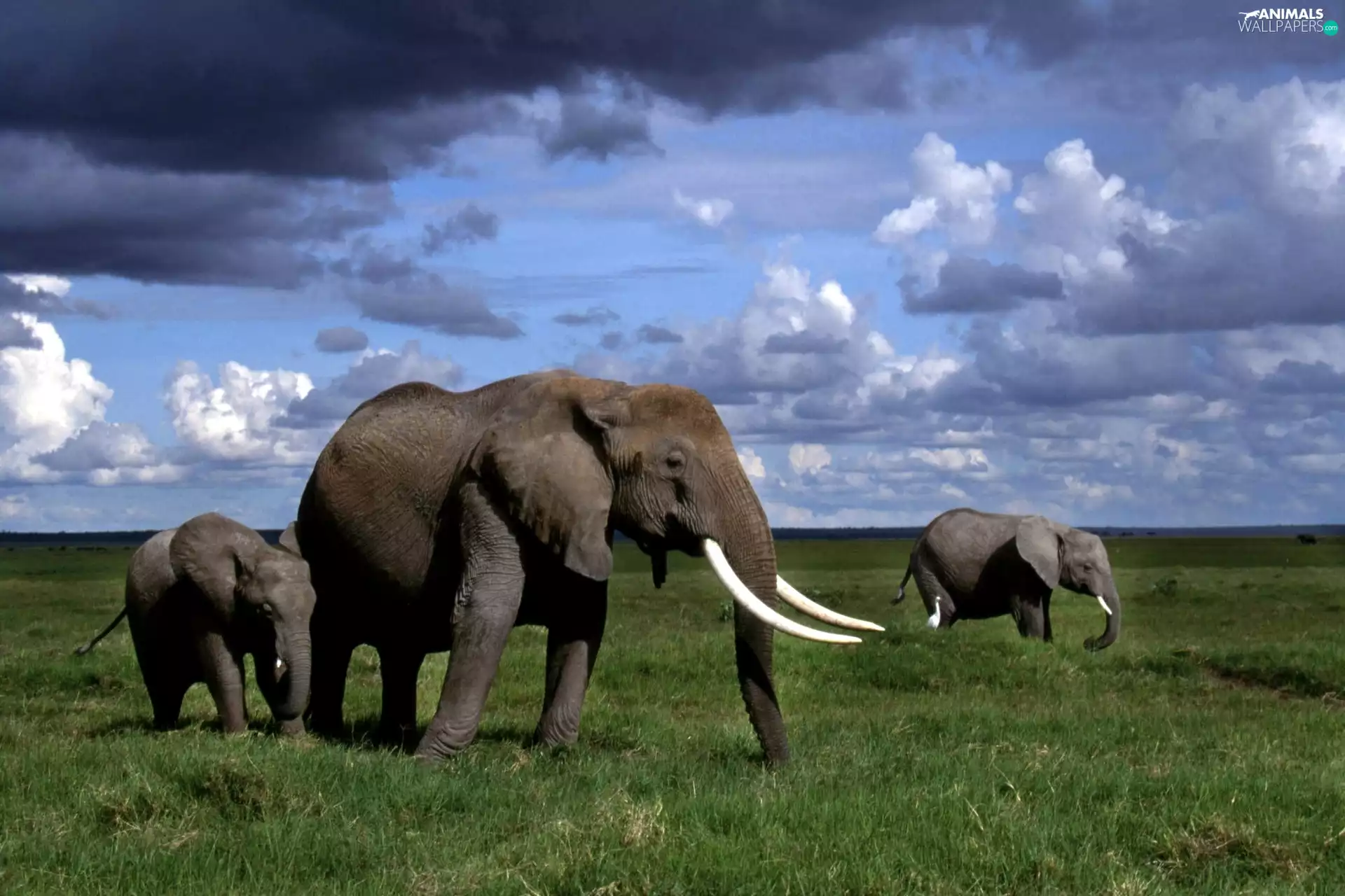 Clouds, savanna, Elephants, Sky