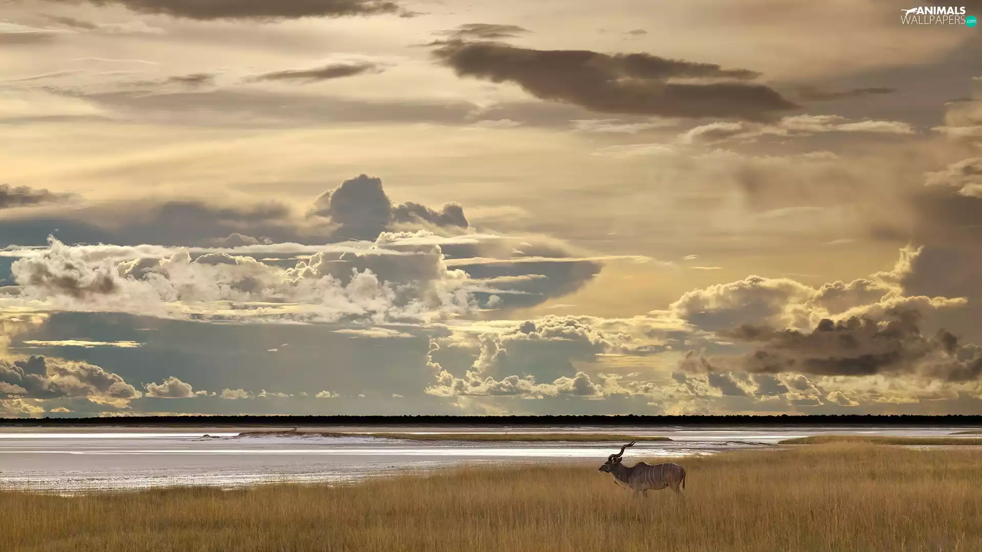 Clouds, Koodo, grass, Sky