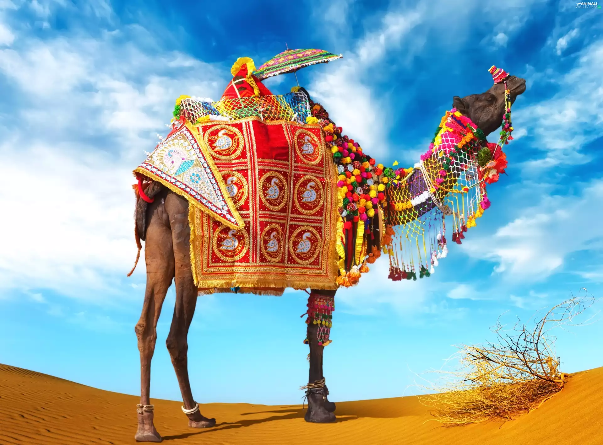 Sky, Camel, Desert