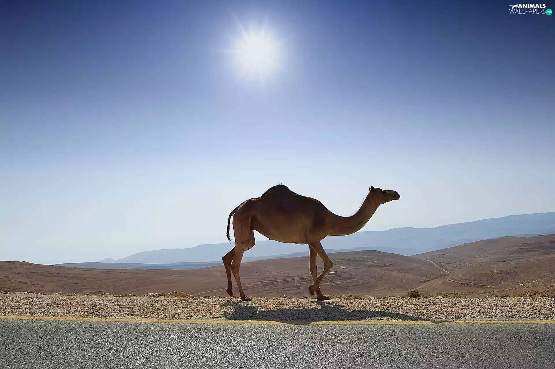 light breaking through sky, Camel, Desert