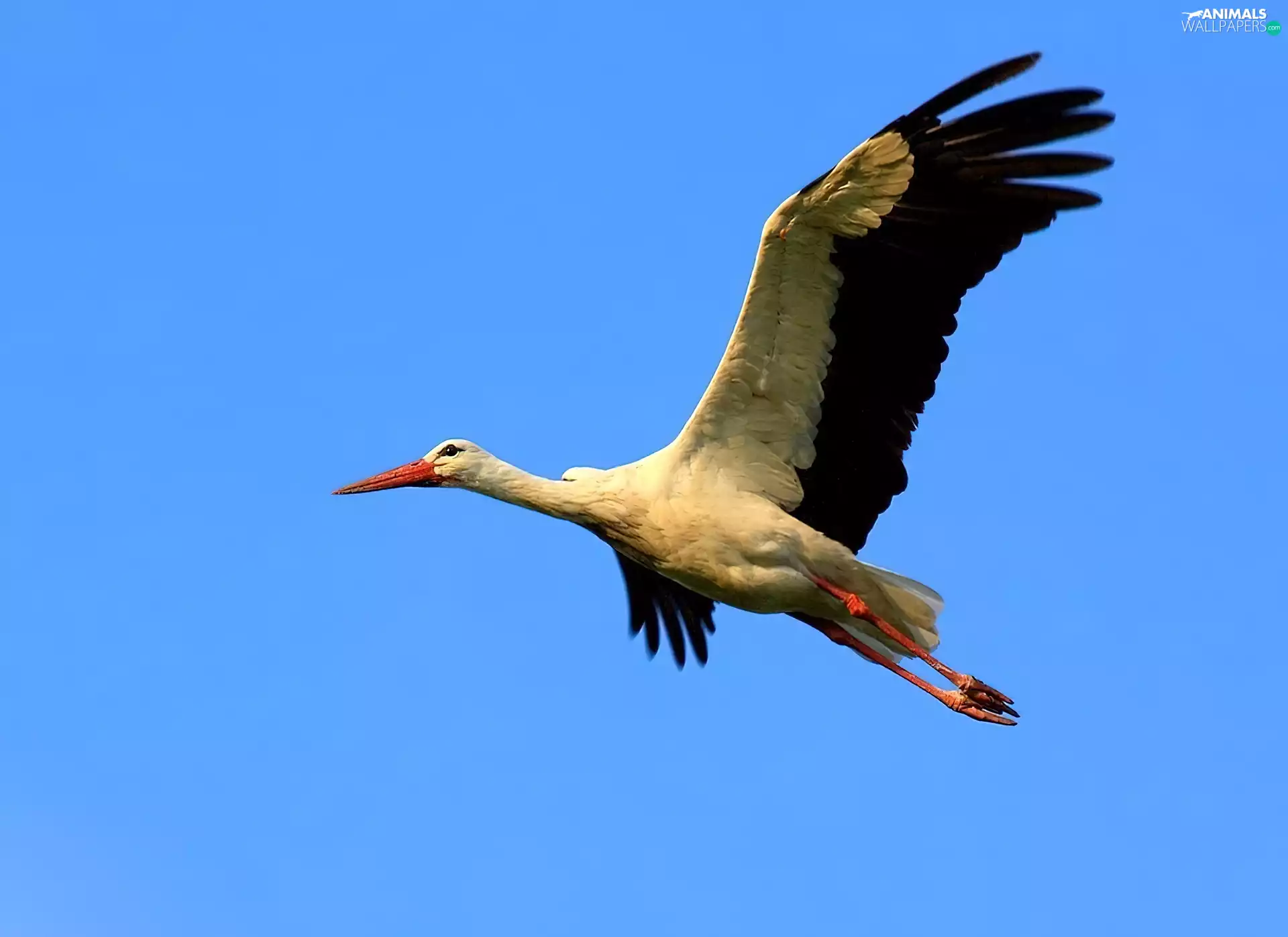 Sky, stork, flight