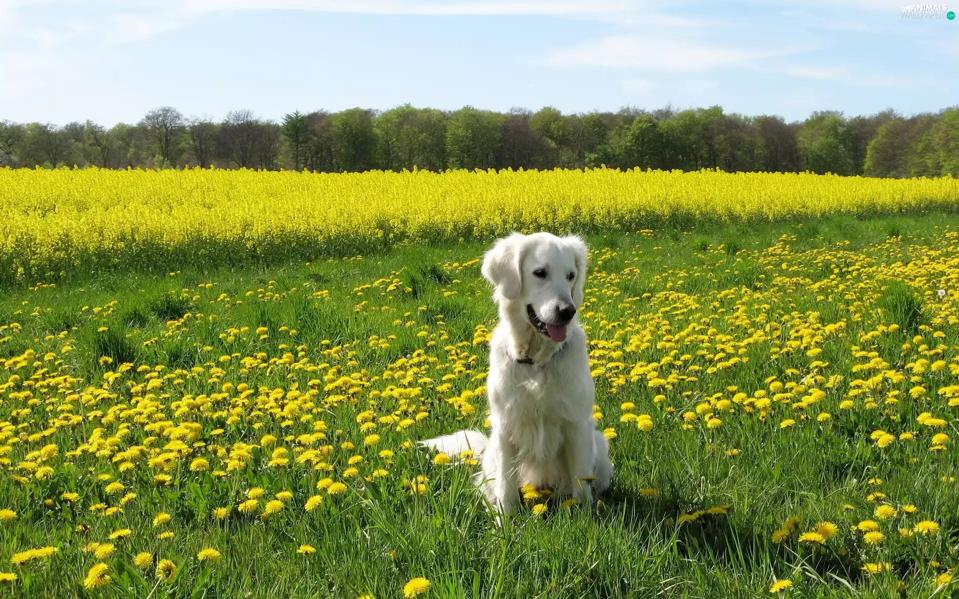 viewes, Sky, grass, trees, dog