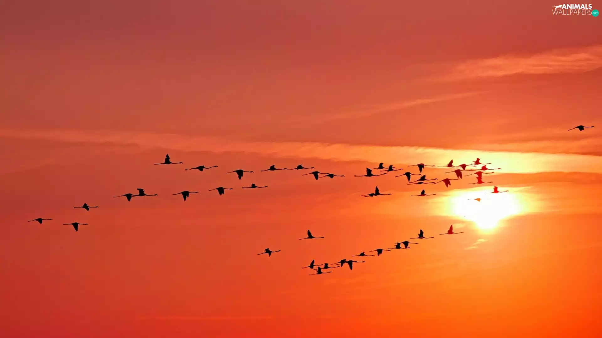 Great Sunsets, birds, Sky