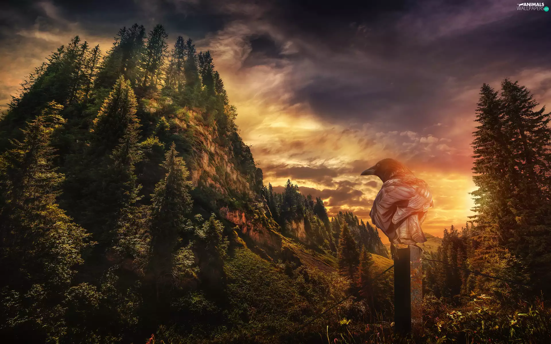 Bird, Sky, Great Sunsets, Mountains