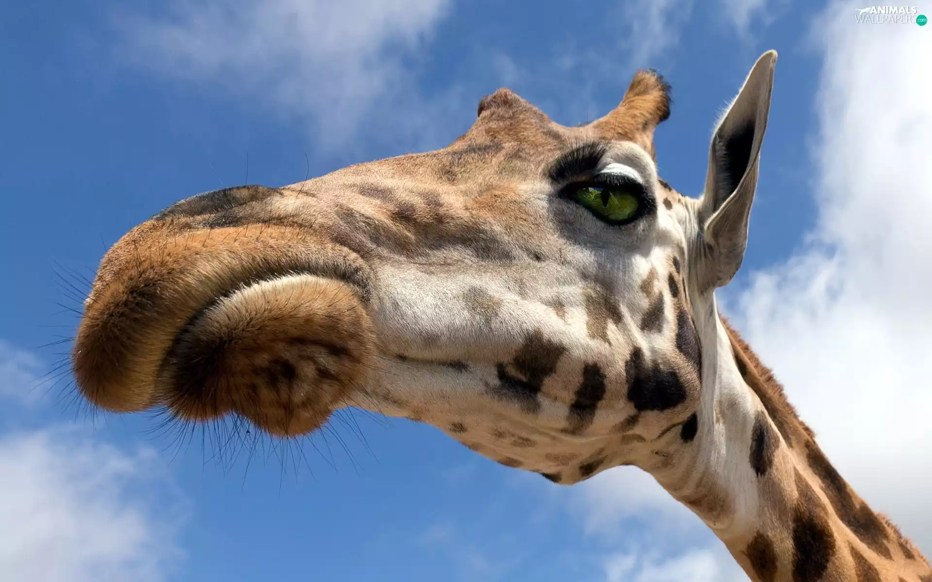 Sky, giraffe, Head