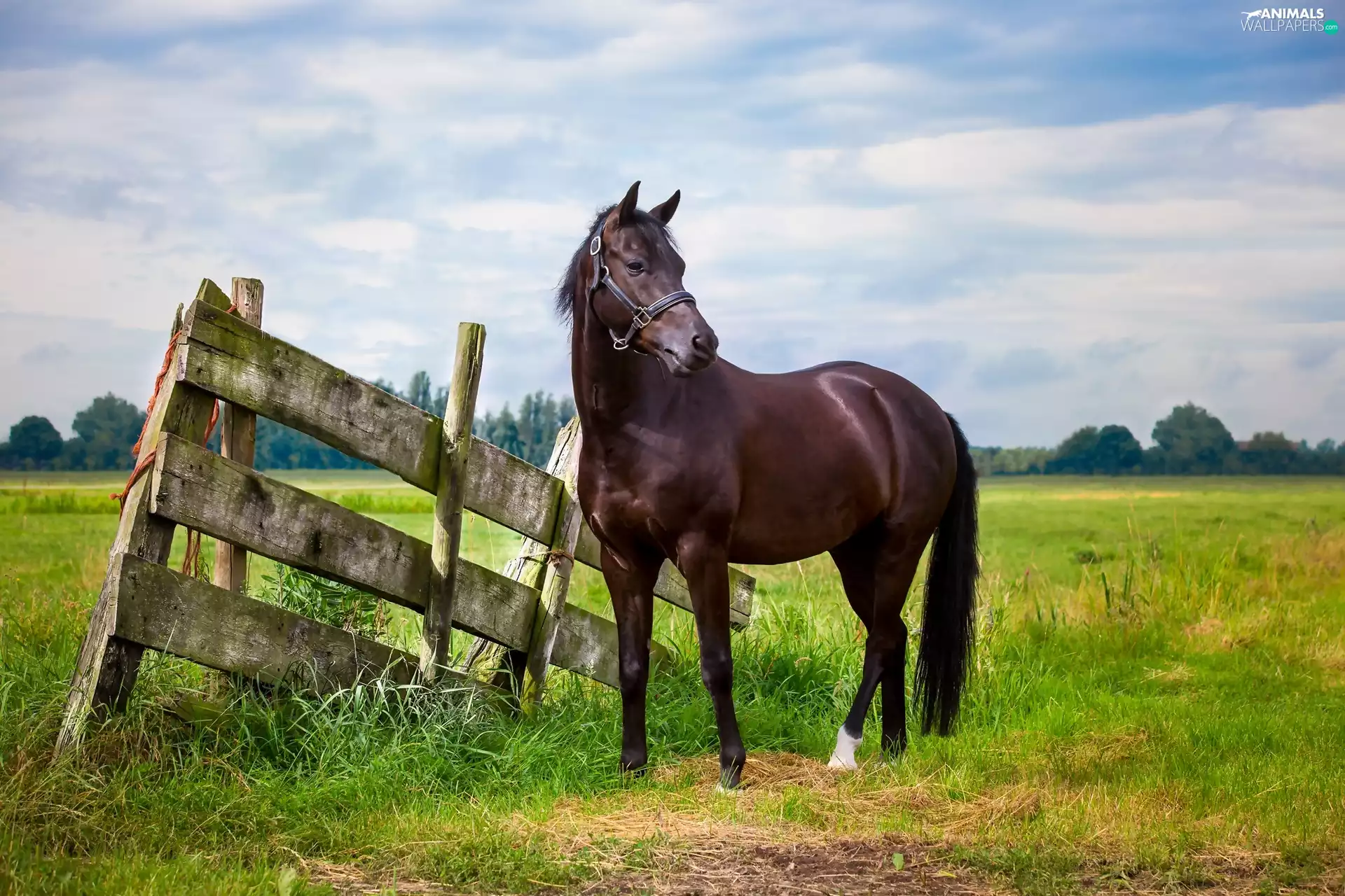 Horse, Meadow, Fance, Sky