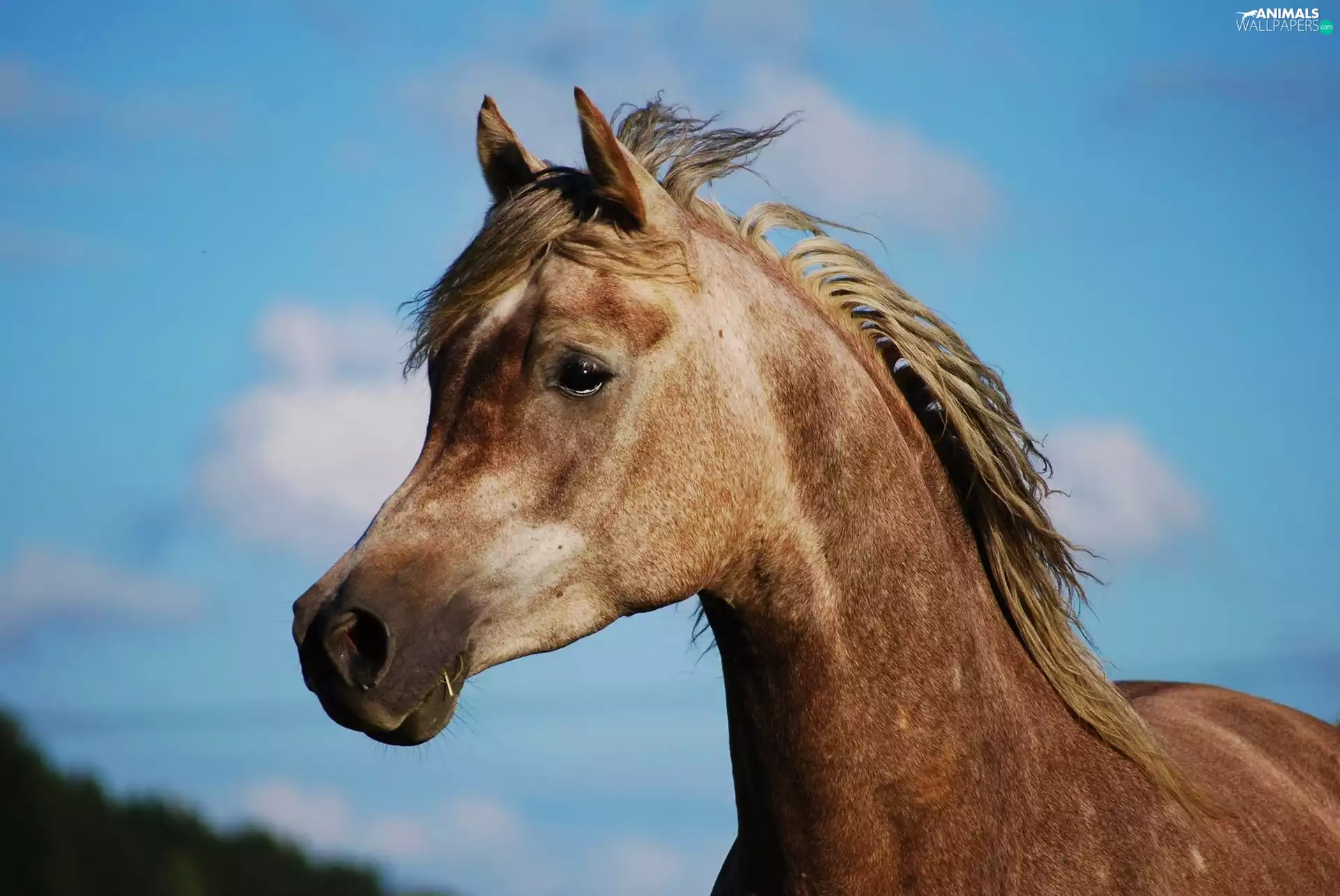 Sky, head, horse