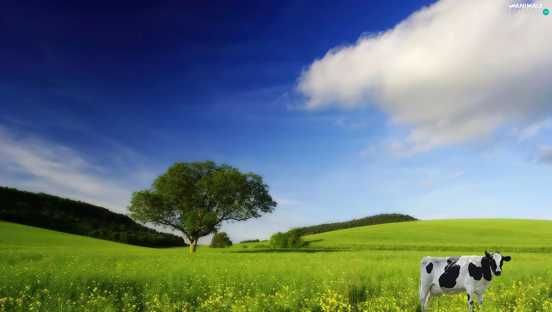 Sky, Cow, Meadow