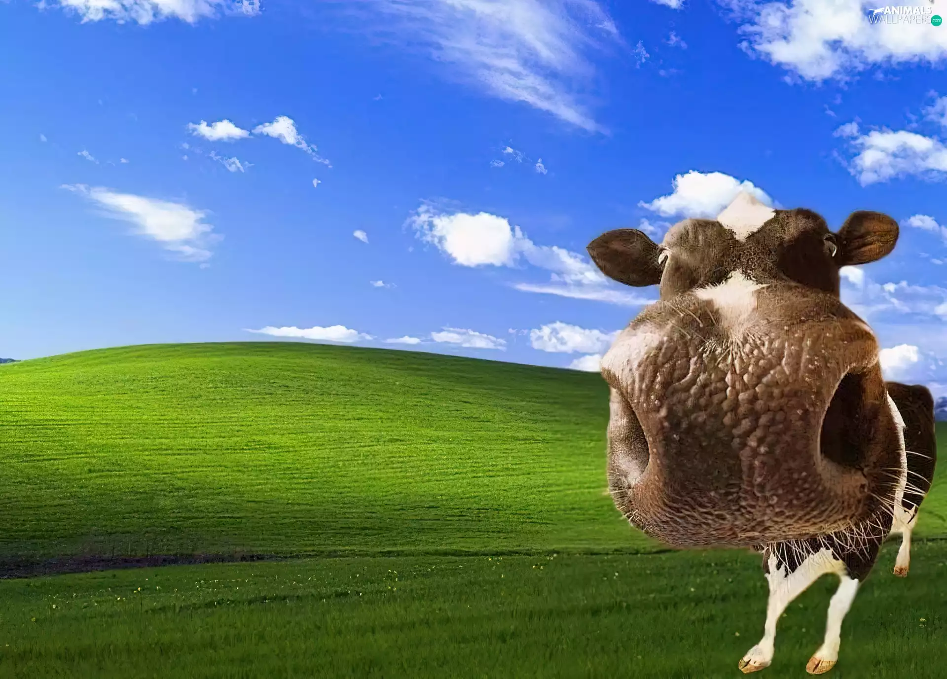Sky, Cow, Meadow