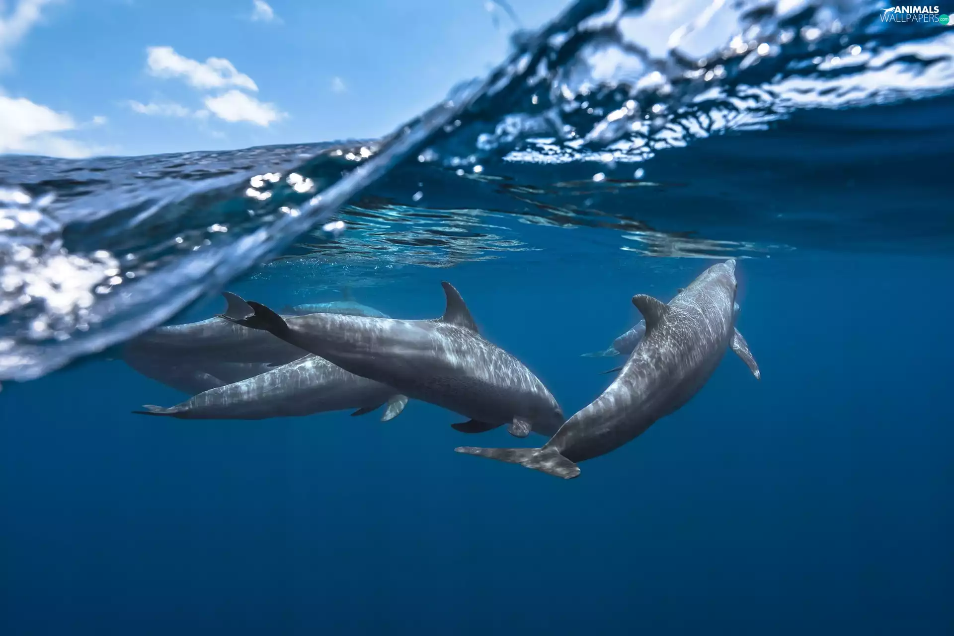 Sky, dolphins, Ocean