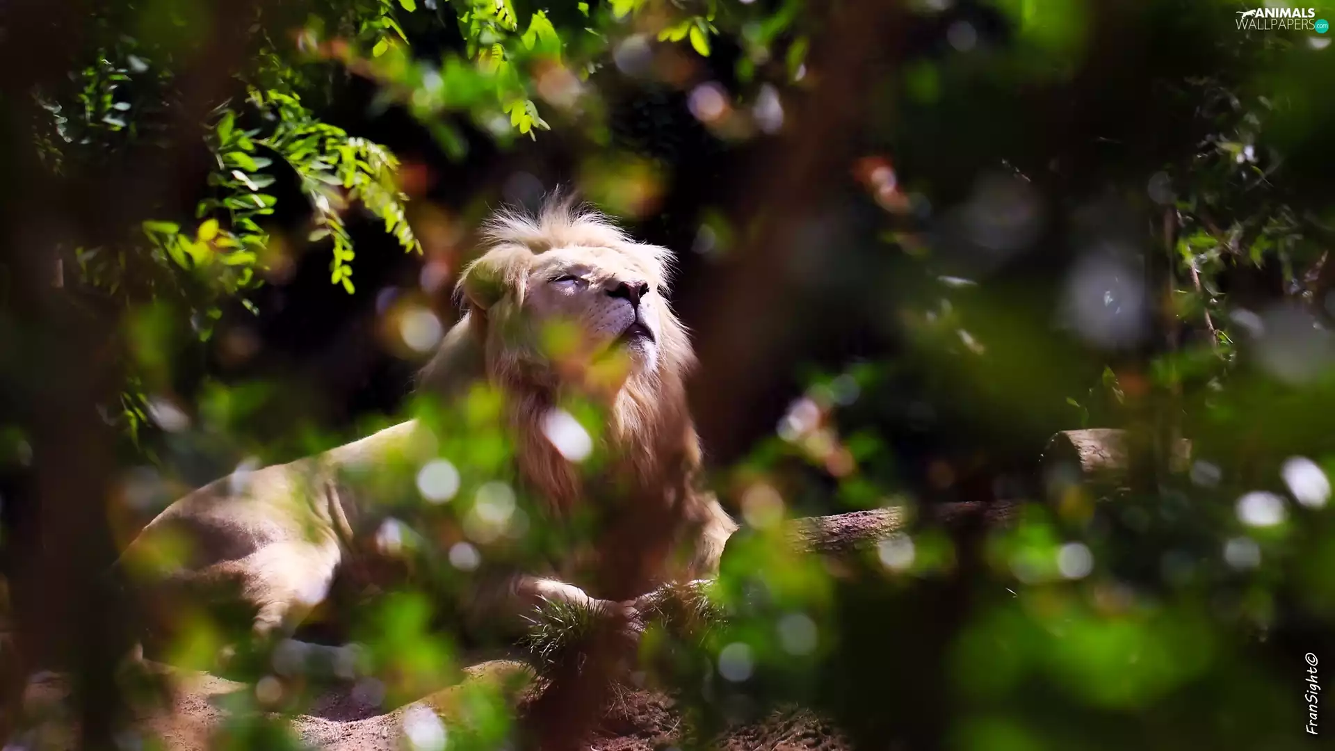 White Lion, scrub, Zoo, light breaking through sky