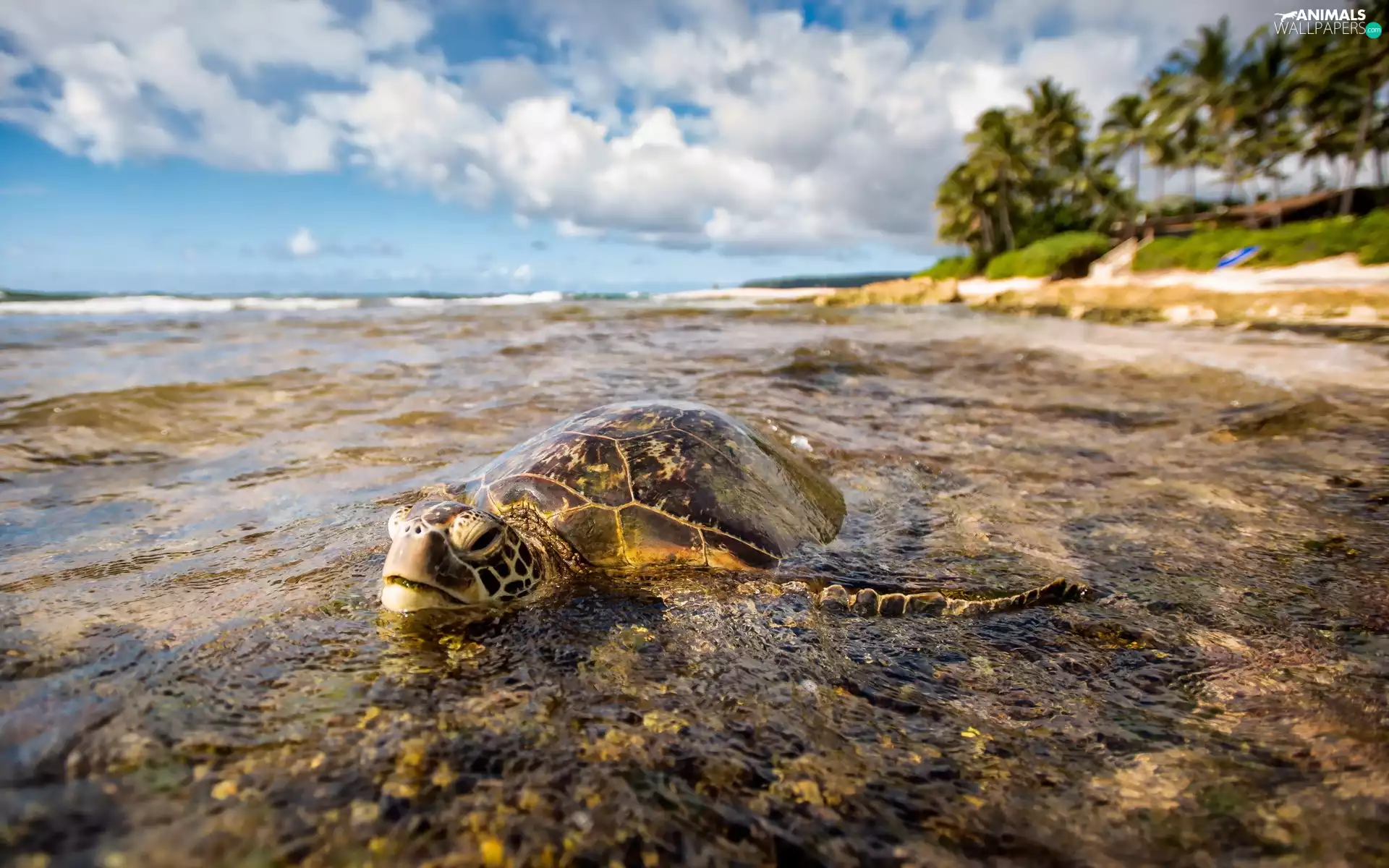 sea, clouds, Turtle, Sky