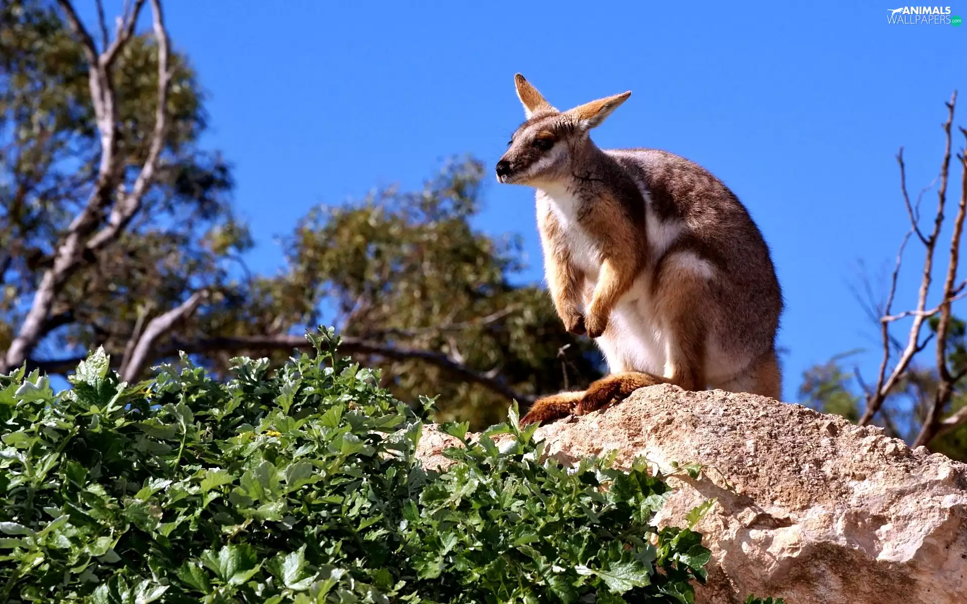 blue, Sky, Stone, green, kangaroo