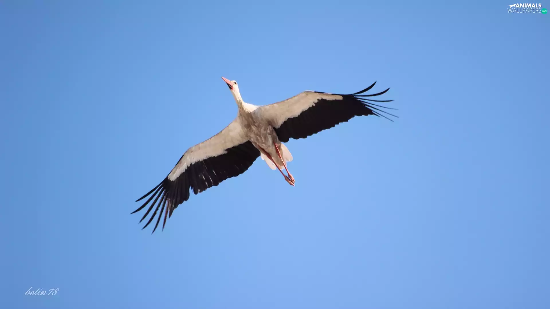 stork, azure, flight, Sky