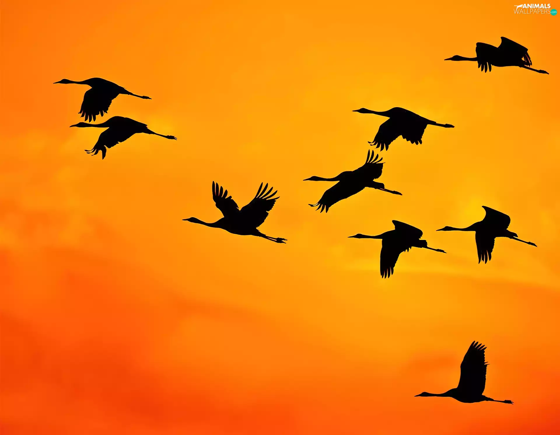 Storks, west, sun, Sky