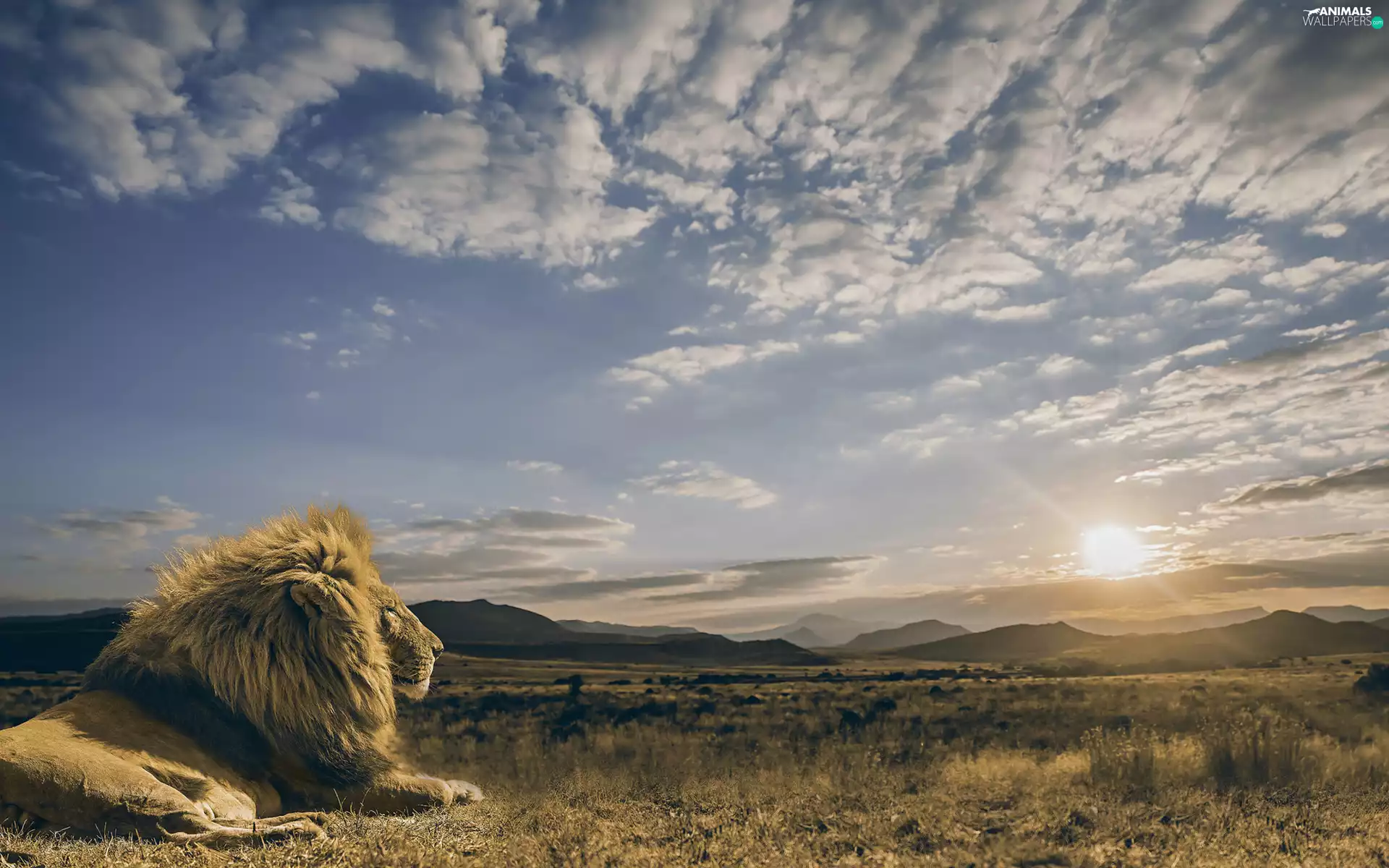 Sky, Lion, Sunrise